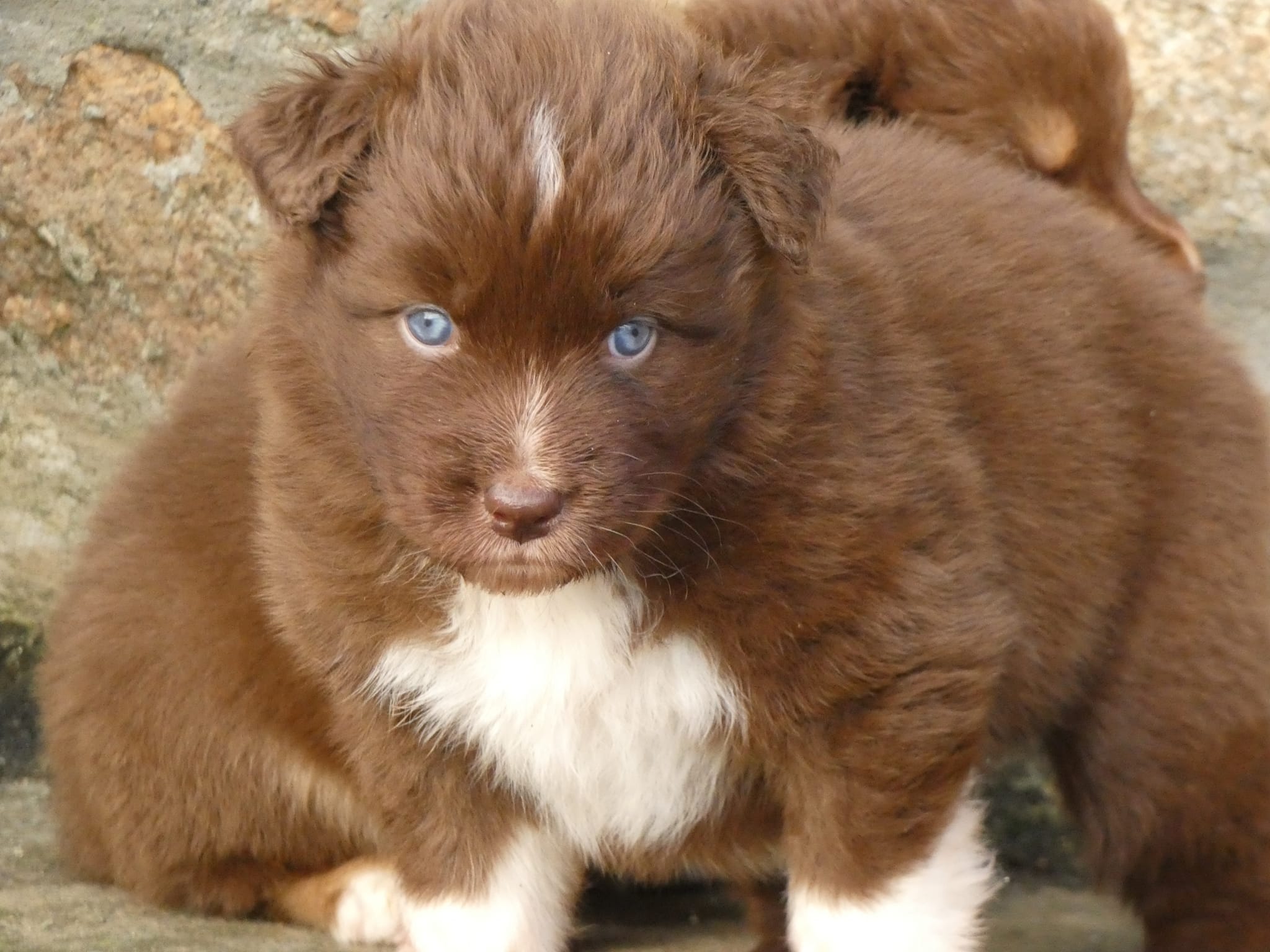 Femelle rouge bicolore à 5 semaines Photo d'un chiot berger australien, issue de la portée de Winnie et Réglisse, âgé de 5 semaines.