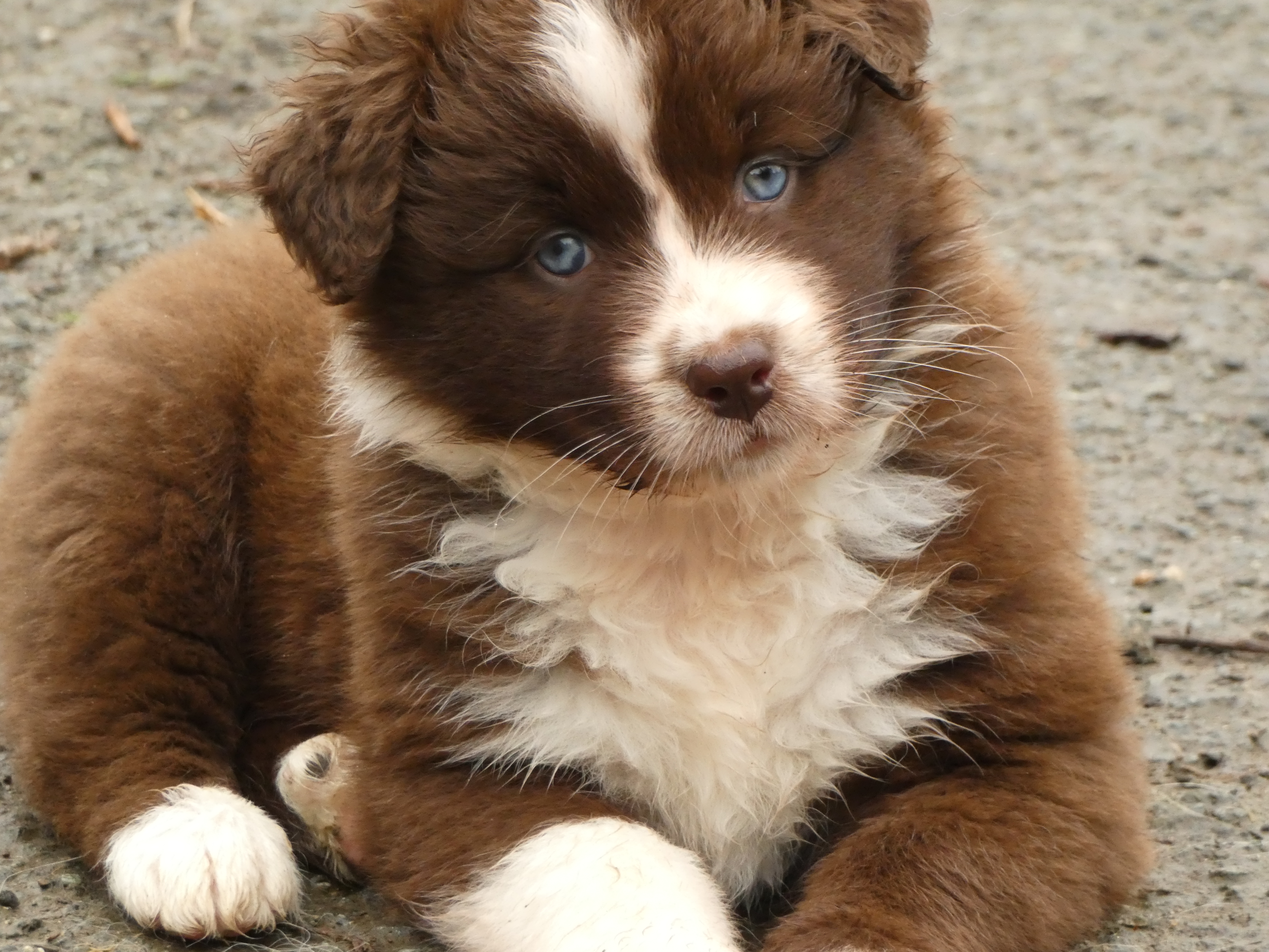 Photo d'un chiot berger australien, issue de la portée de Winnie et Réglisse, âgé de 8 semaines.