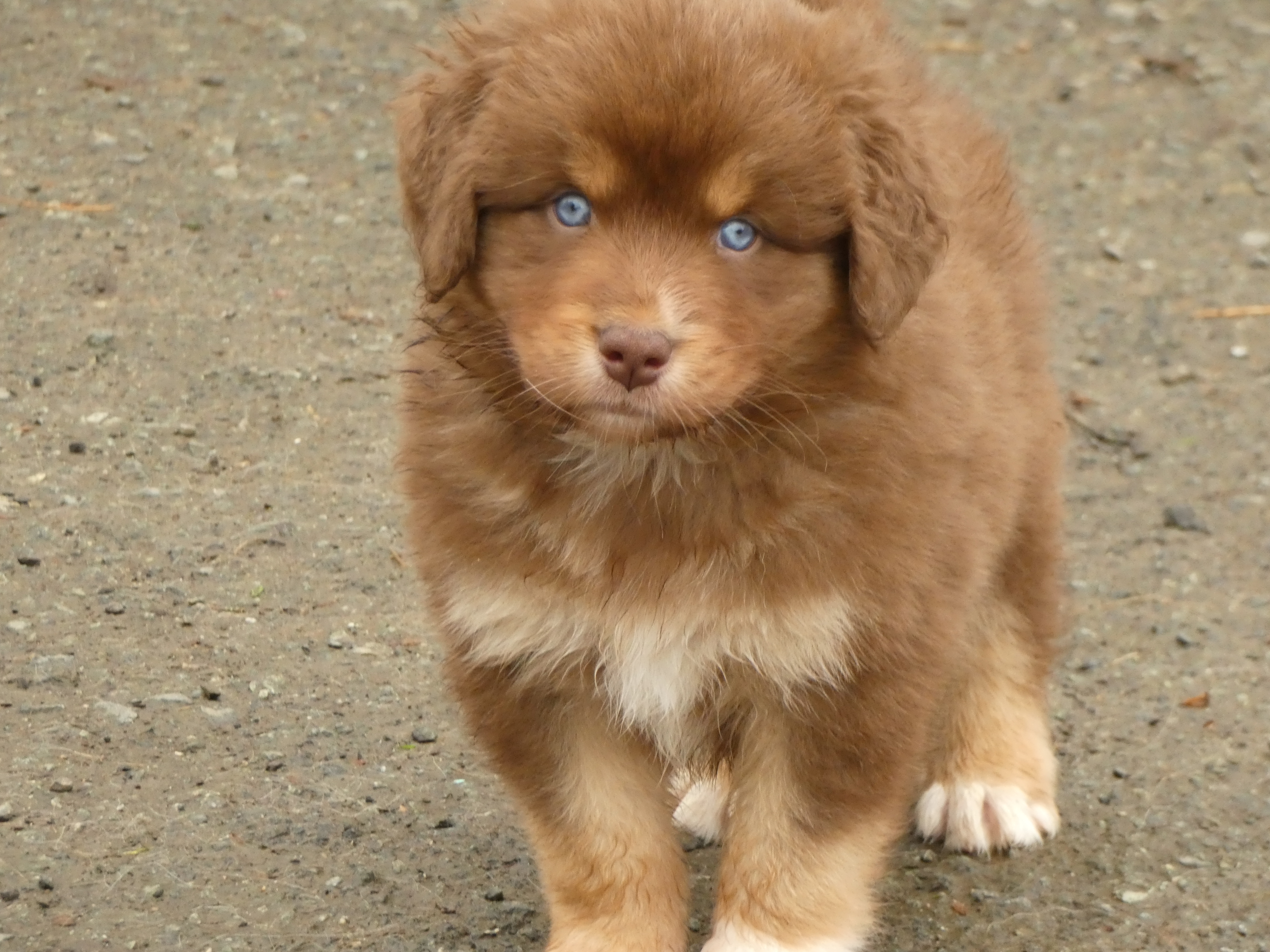 Photo d'un chiot berger australien, issue de la portée de Winnie et Réglisse, âgé de 6 semaines.
