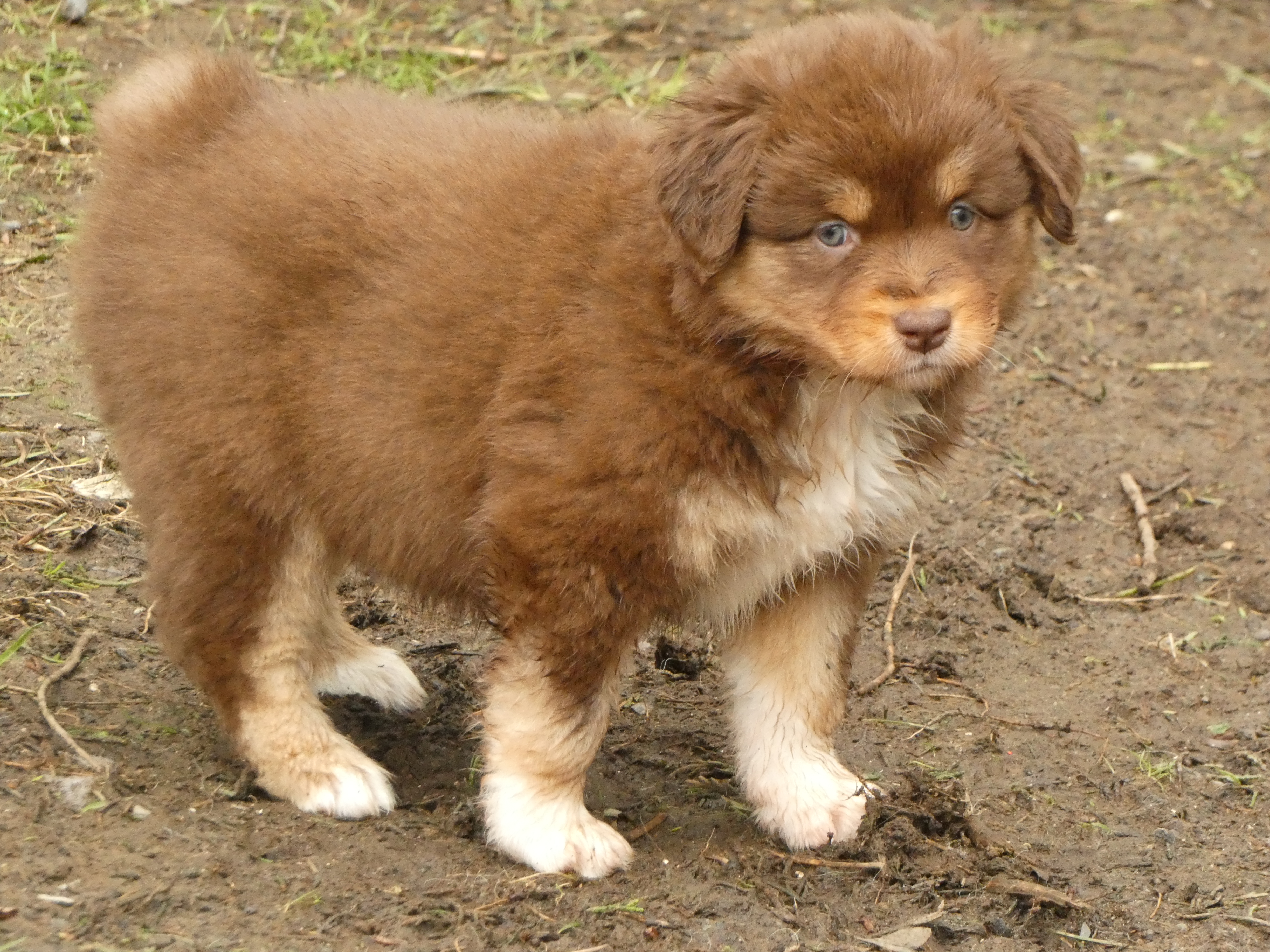 Photo d'un chiot berger australien, issue de la portée de Winnie et Réglisse, âgé de 6 semaines.