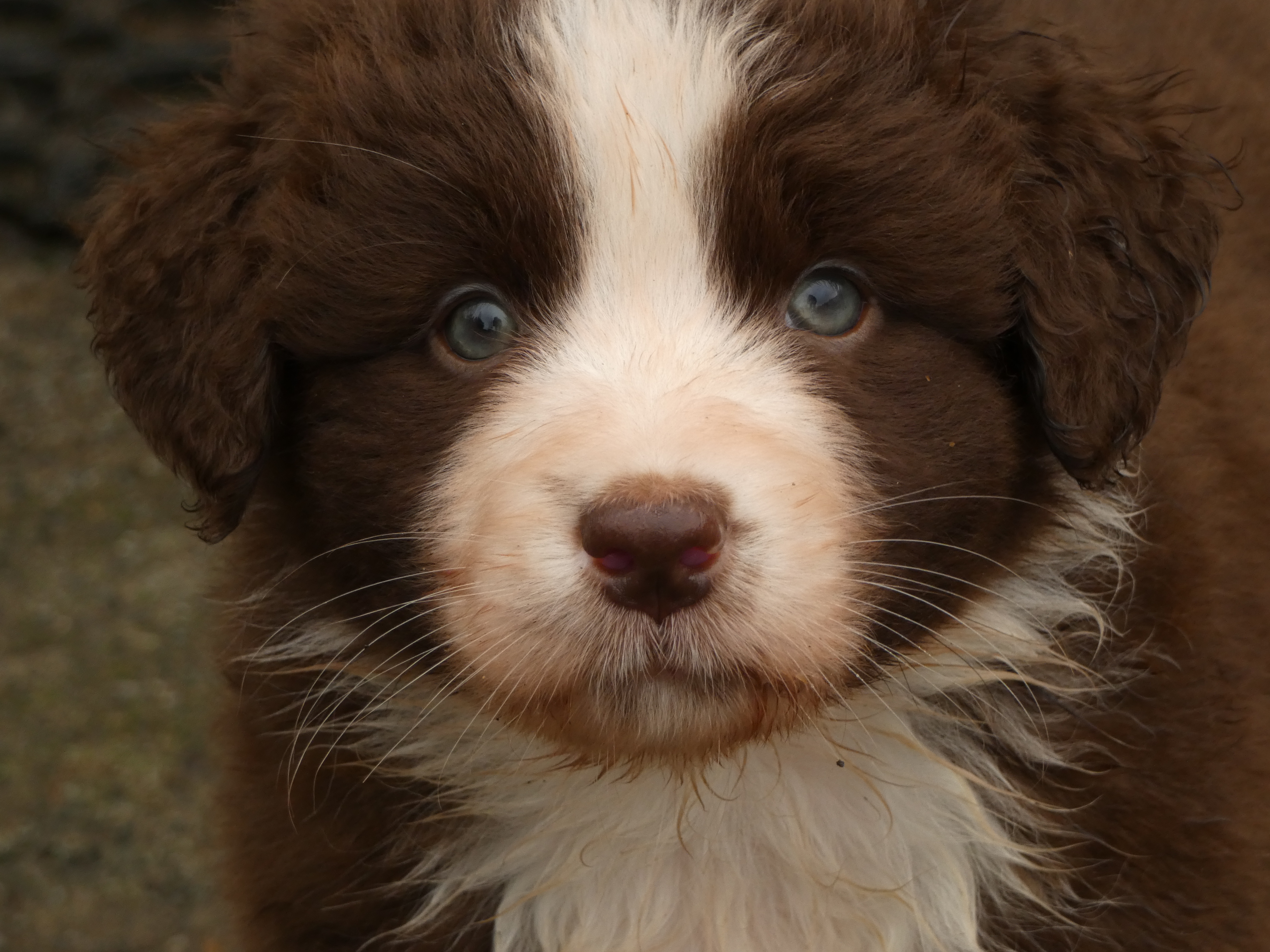 Photo d'un chiot berger australien, issue de la portée de Winnie et Réglisse, âgé de 6 semaines.