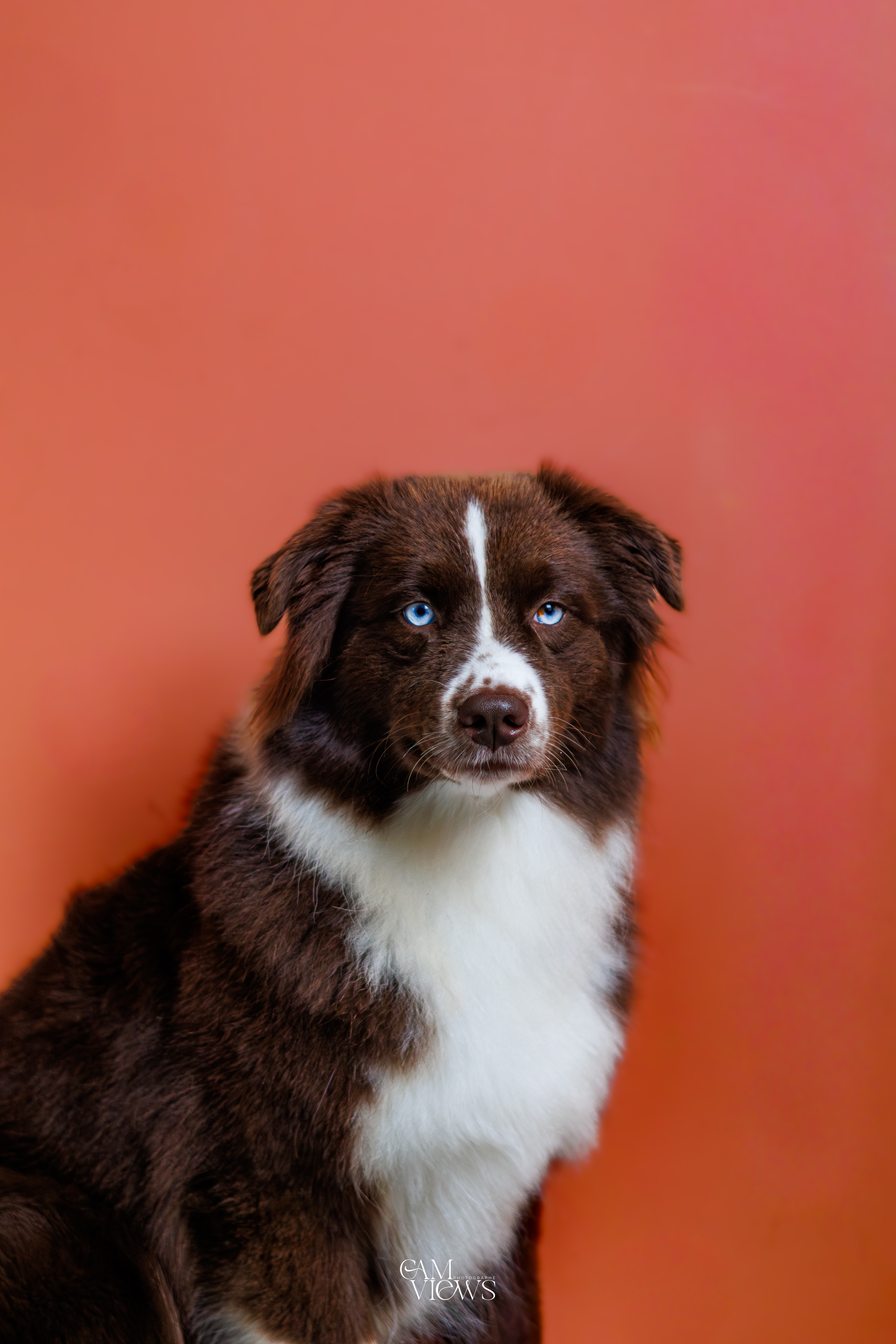 Photo d'un chiot berger australien, issue de la portée de Winnie et Réglisse, âgé de 12 semaines.
