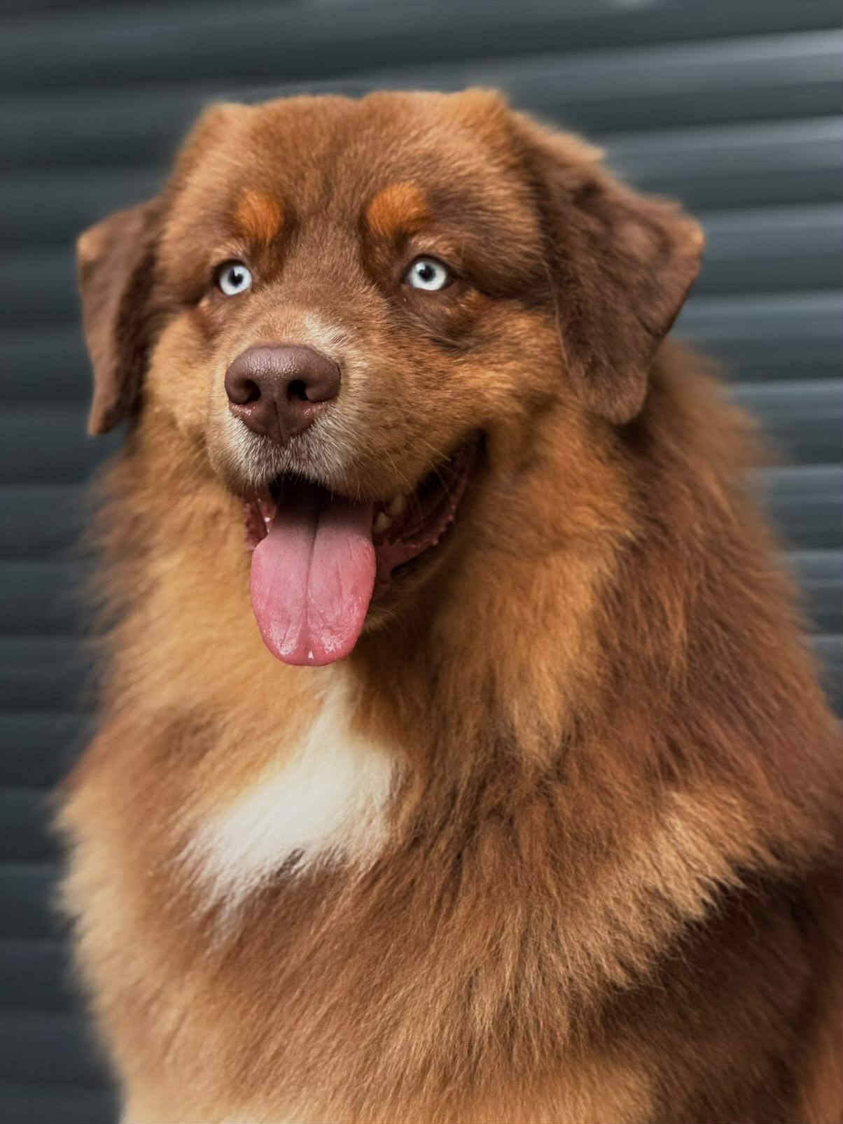 Photo d'un chiot berger australien, issue de la portée de Winnie et Réglisse.