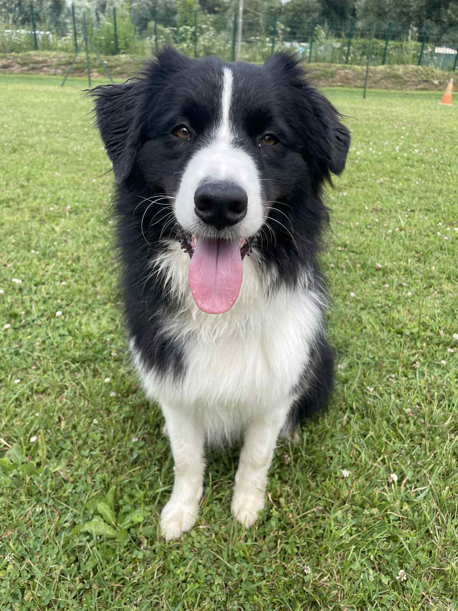 Photo d'un chiot berger australien, issue de la portée de Winnie et Réglisse, âgé de 12 semaines.
