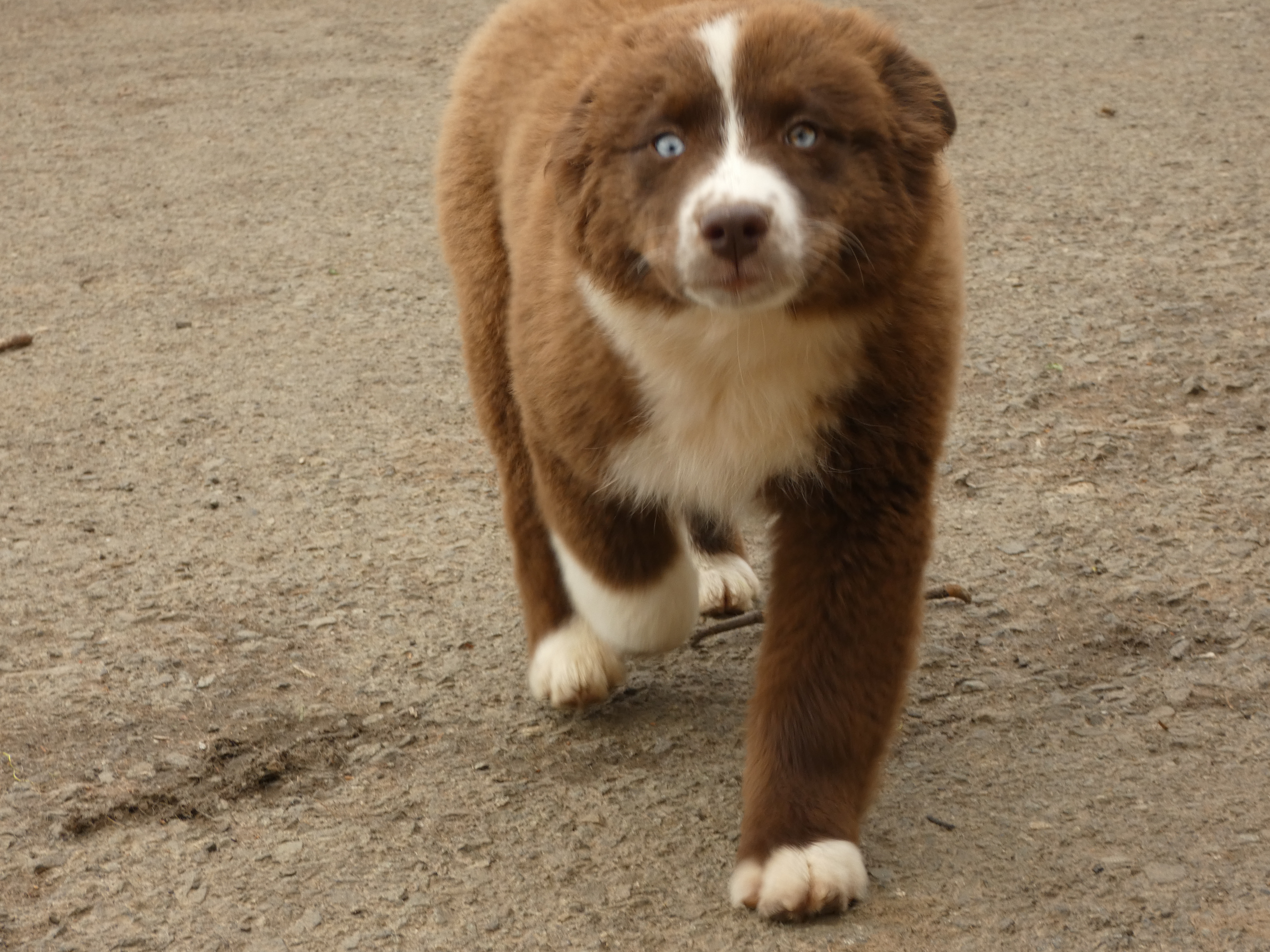 Photo d'un chiot berger australien, issue de la portée de Winnie et Réglisse, âgé de 13 semaines.