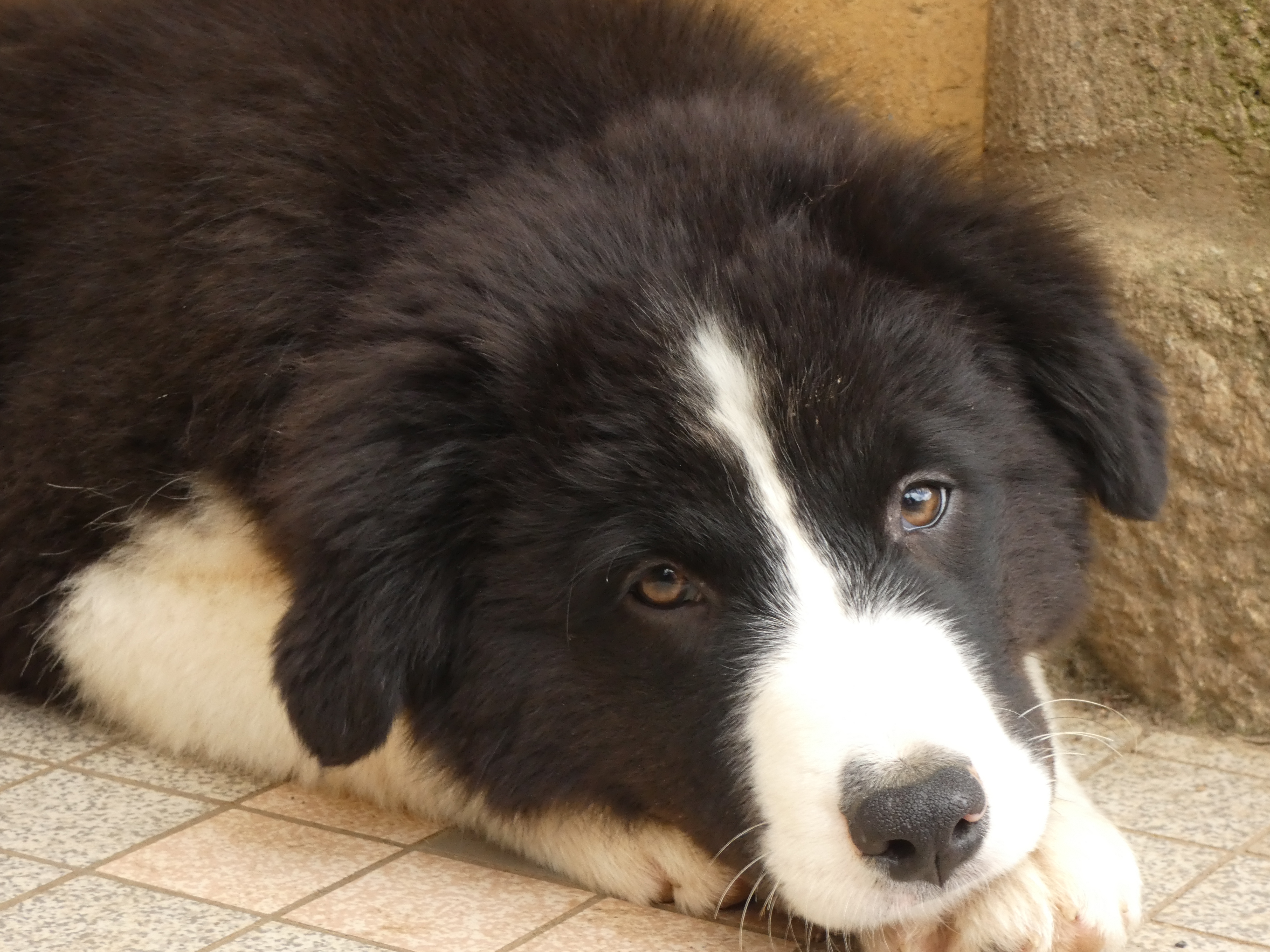Femelle noire bicolore à 12 semaines Photo d'un chiot berger australien, issue de la portée de Winnie et Réglisse, âgé de 12 semaines.