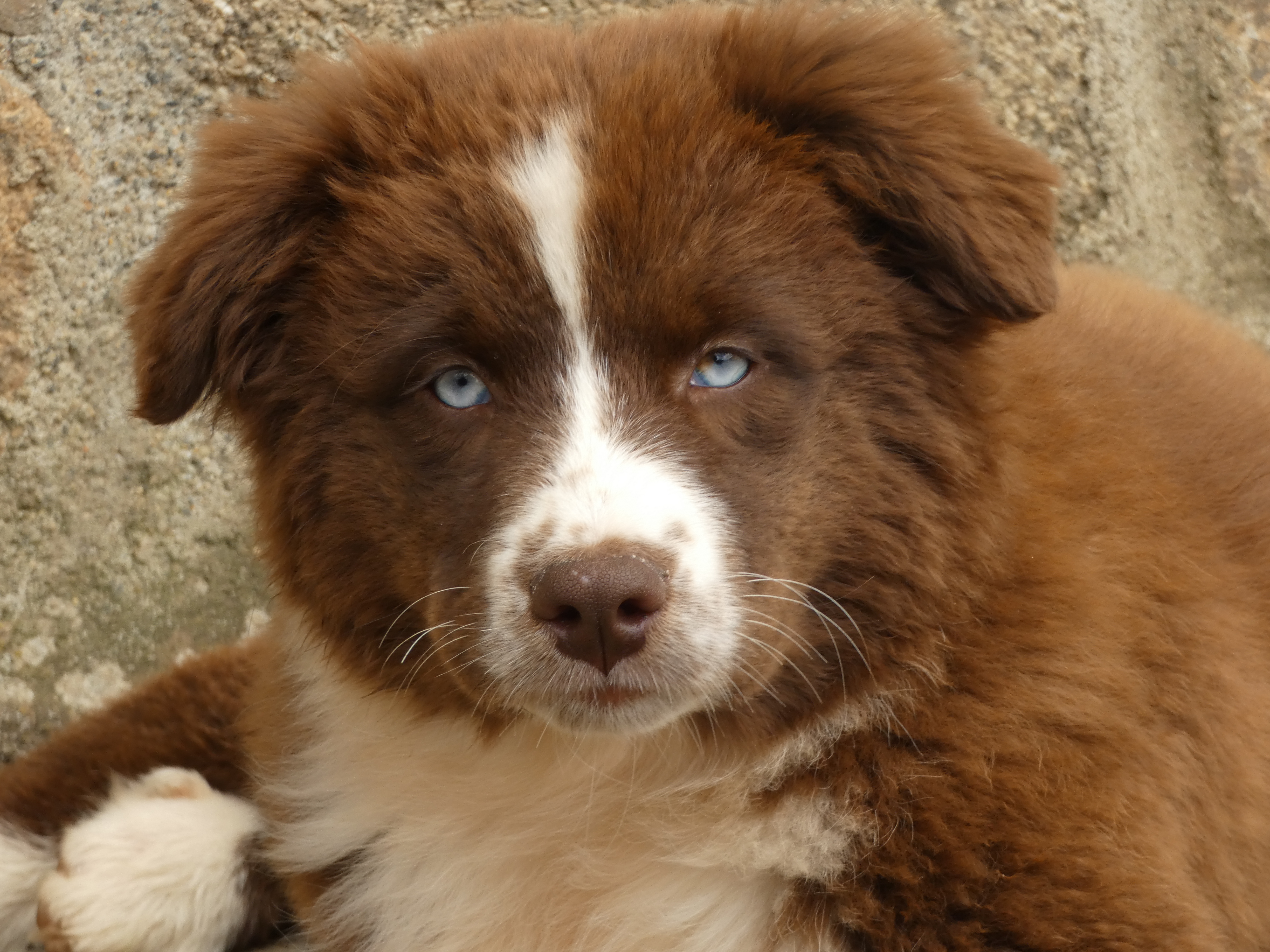Photo d'un chiot berger australien, issue de la portée de Winnie et Réglisse, âgé de 12 semaines.
