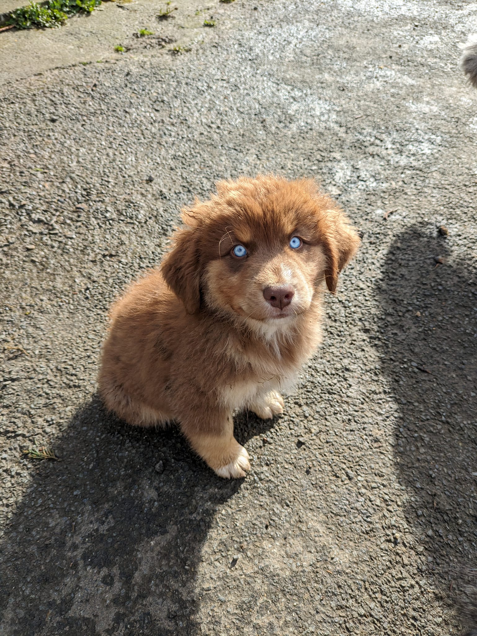 Mâle rouge tricolore à 10 semaines Photo d'un chiot berger australien, issue de la portée de Winnie et Réglisse, âgé de 10 semaines.
