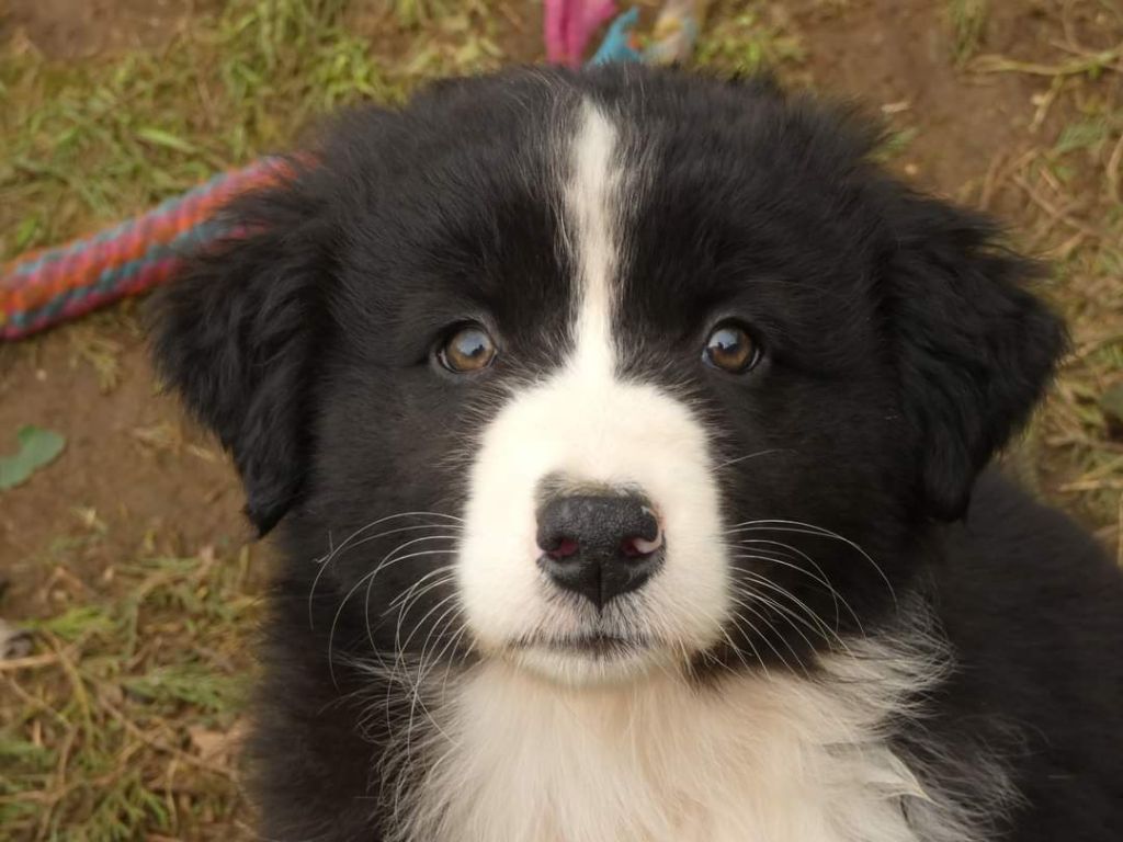 Femelle noire bicolore à 8 semaines Photo d'un chiot berger australien, issue de la portée de Winnie et Réglisse, âgé de 8 semaines.