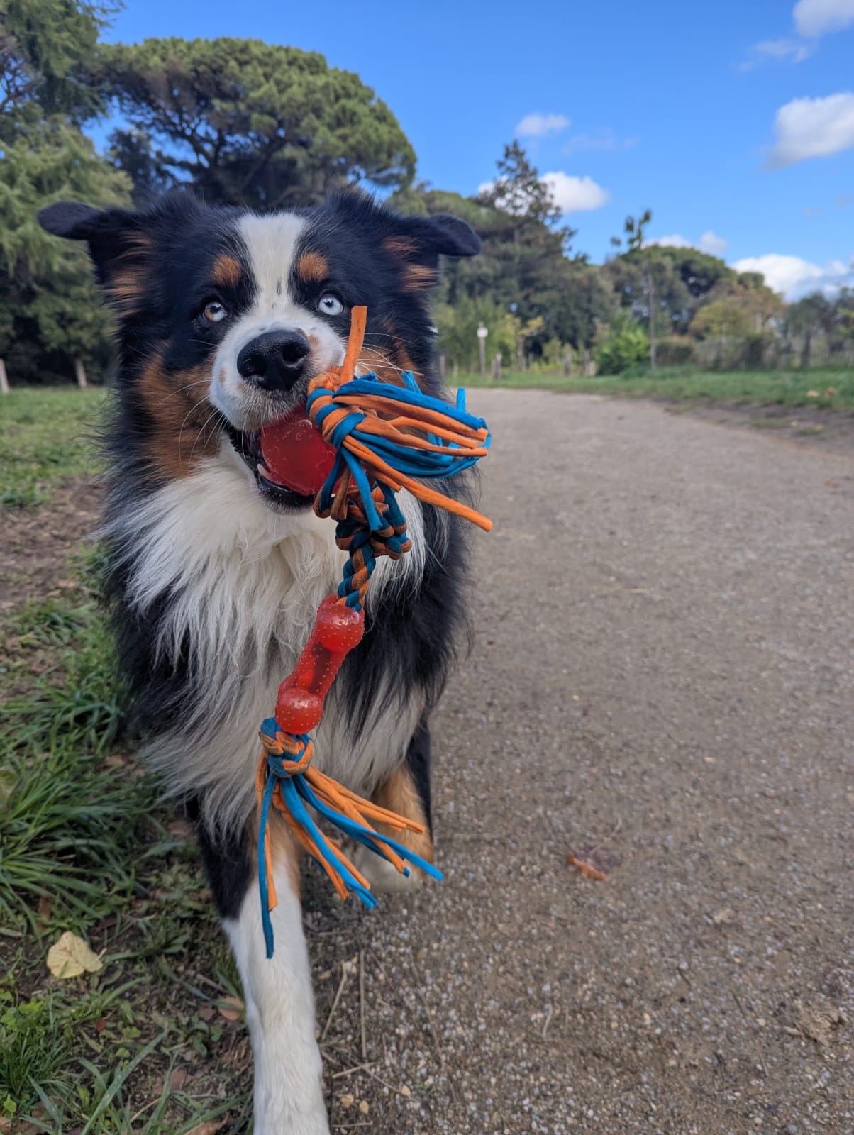 Photo d'un chiot berger australien, issue de la portée de Winnie et Réglisse.