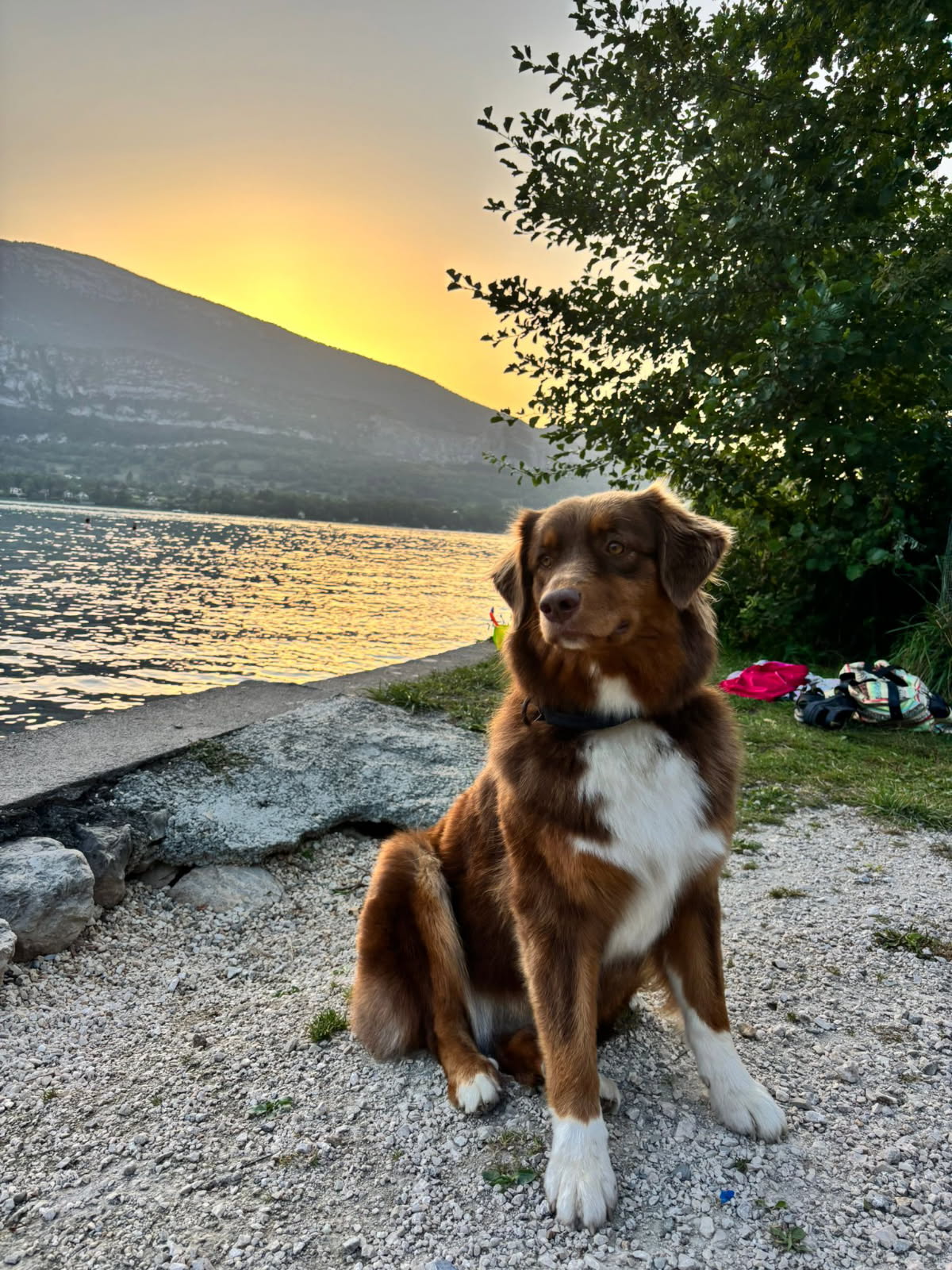 Photo d'un chiot berger australien, issue de la portée de Winnie et Réglisse.