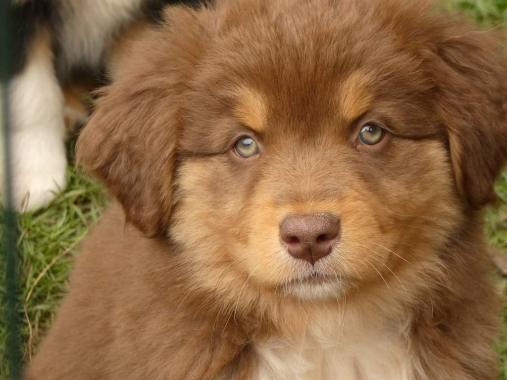 Photo d'un chiot berger australien, issue de la portée de Winnie et Réglisse, âgé de 8 semaines.