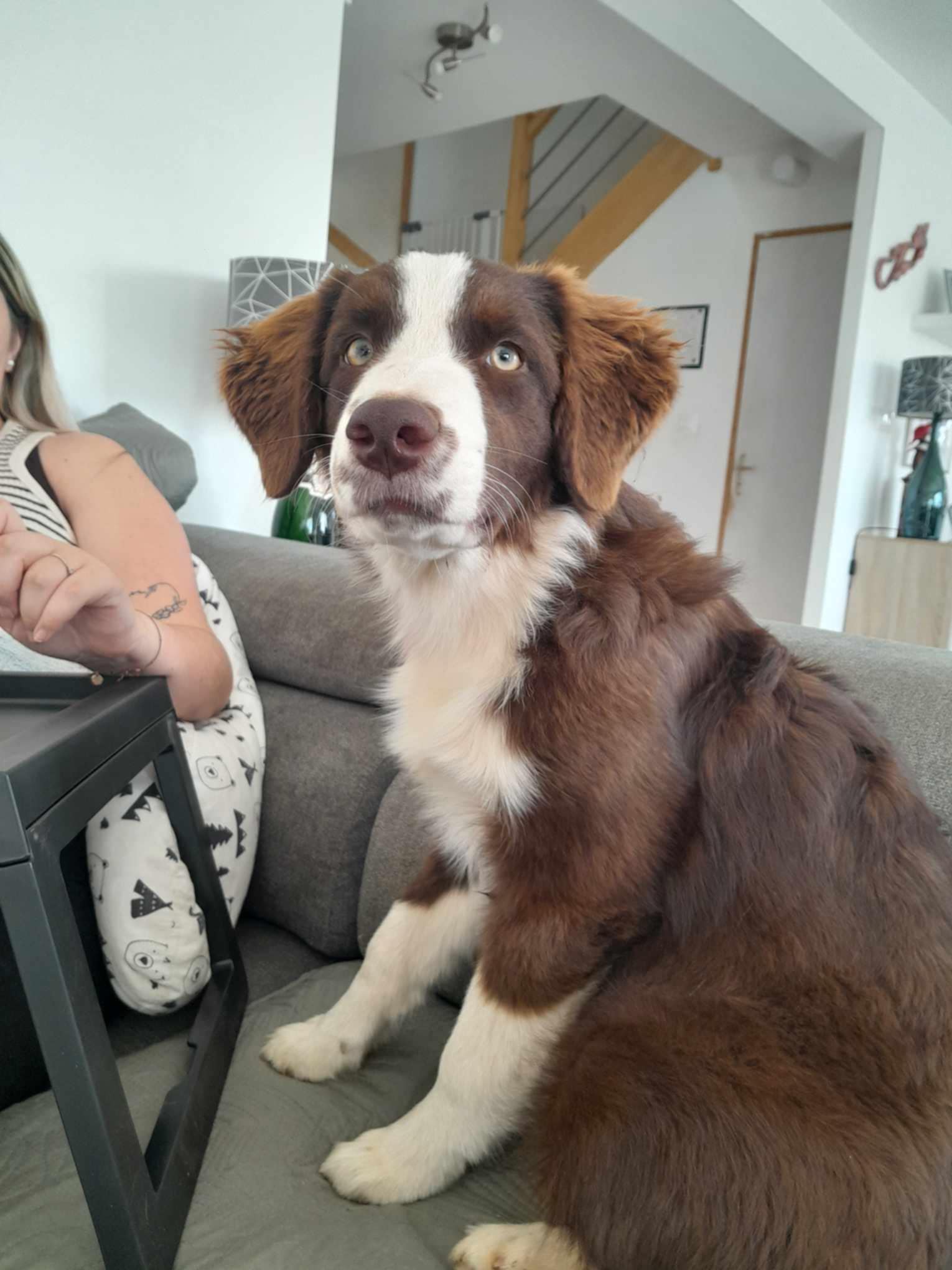 Photo d'un chiot berger australien, issue de la portée de Winnie et Réglisse.
