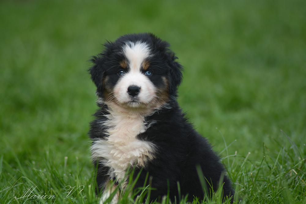 Mâle noir tricolore à 7 semaines Photo d'un chiot berger australien, issue de la portée de Winnie et Réglisse, âgé de 7 semaines.