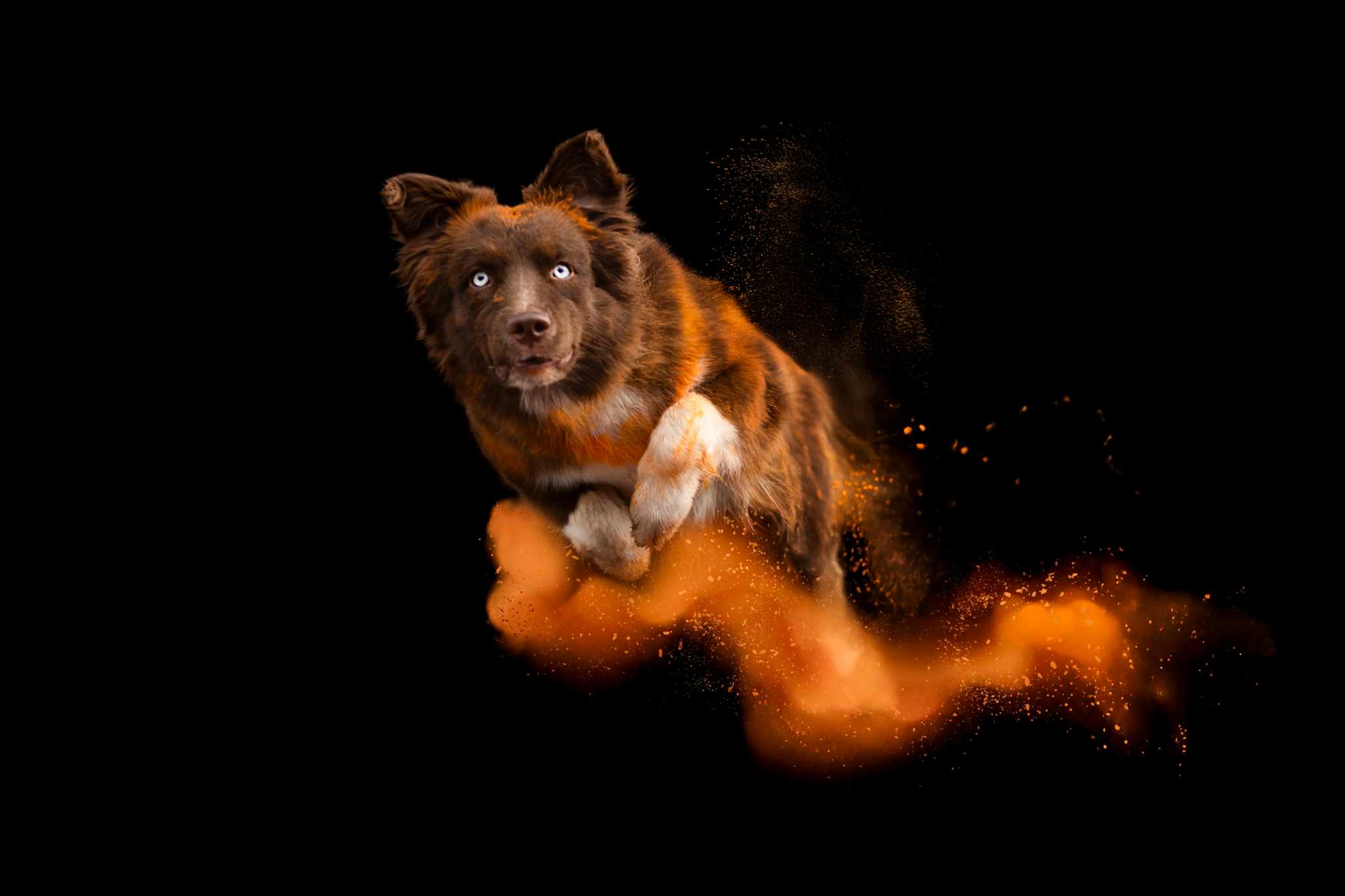 Photo d'un chiot berger australien, issue de la portée de Winnie et Réglisse.