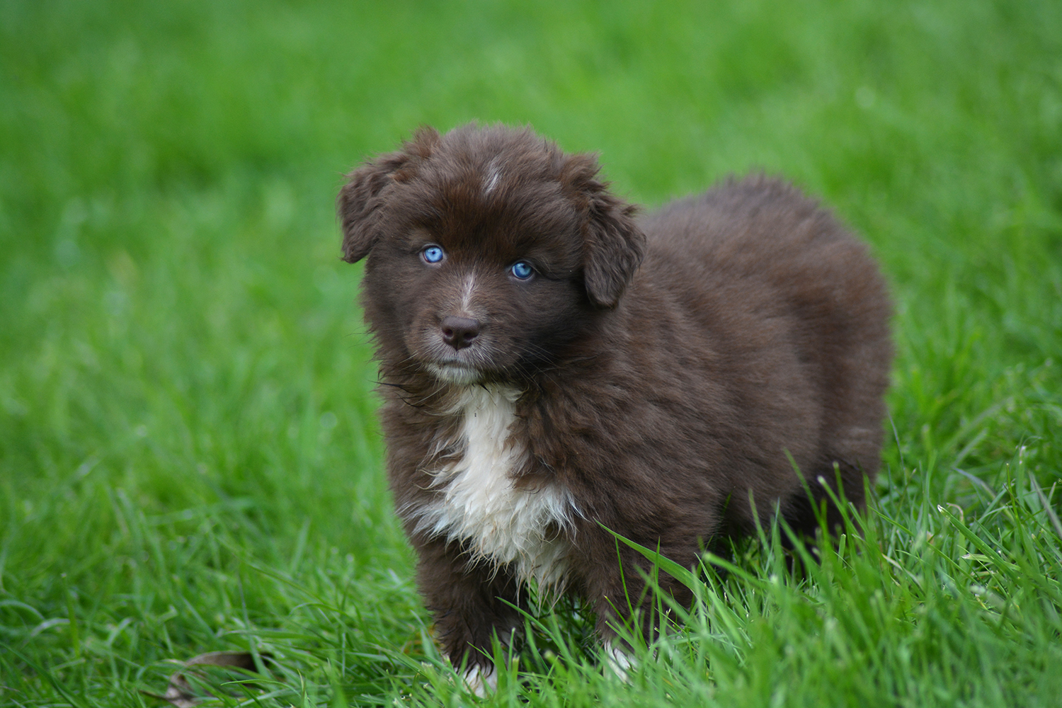 Femelle rouge bicolore à 7 semaines Photo d'un chiot berger australien, issue de la portée de Winnie et Réglisse, âgé de 7 semaines.
