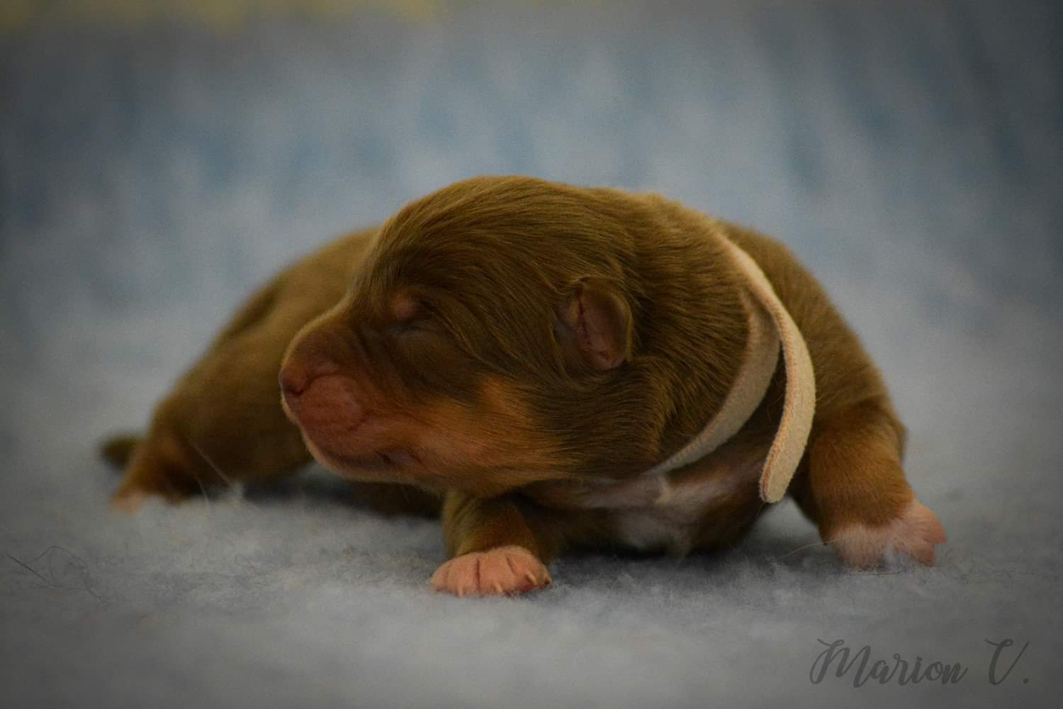 chiot à quelques jours Photo d'un chiot berger australien, issu de la portée de Winnie et Sky, rouge tricolore âgé de 5 jours.