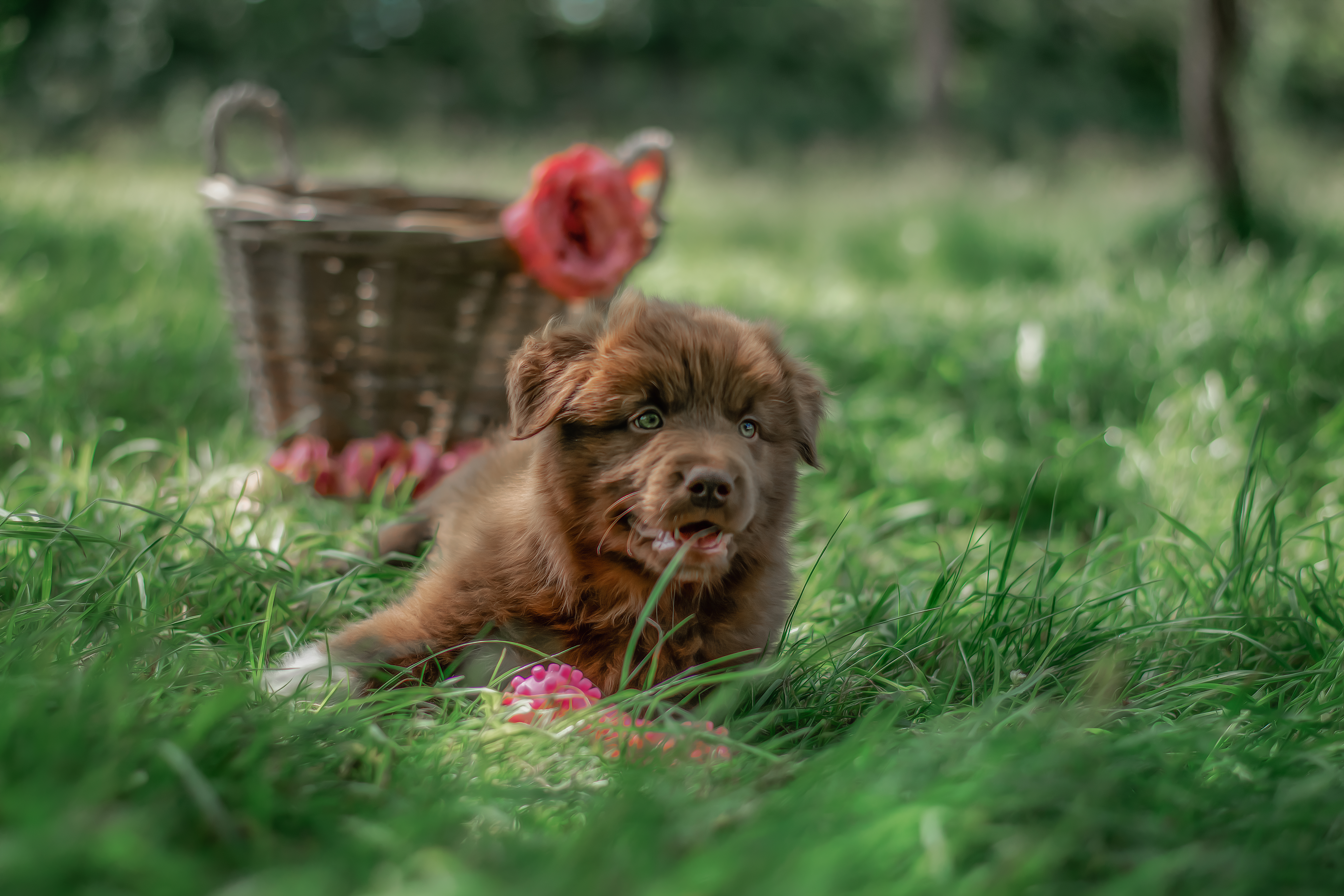 So Special Boy à 8 semaines Photo d'un chiot berger australien, issu de la portée de Winnie et Sky, rouge bicolore âgé de 8 semaines .