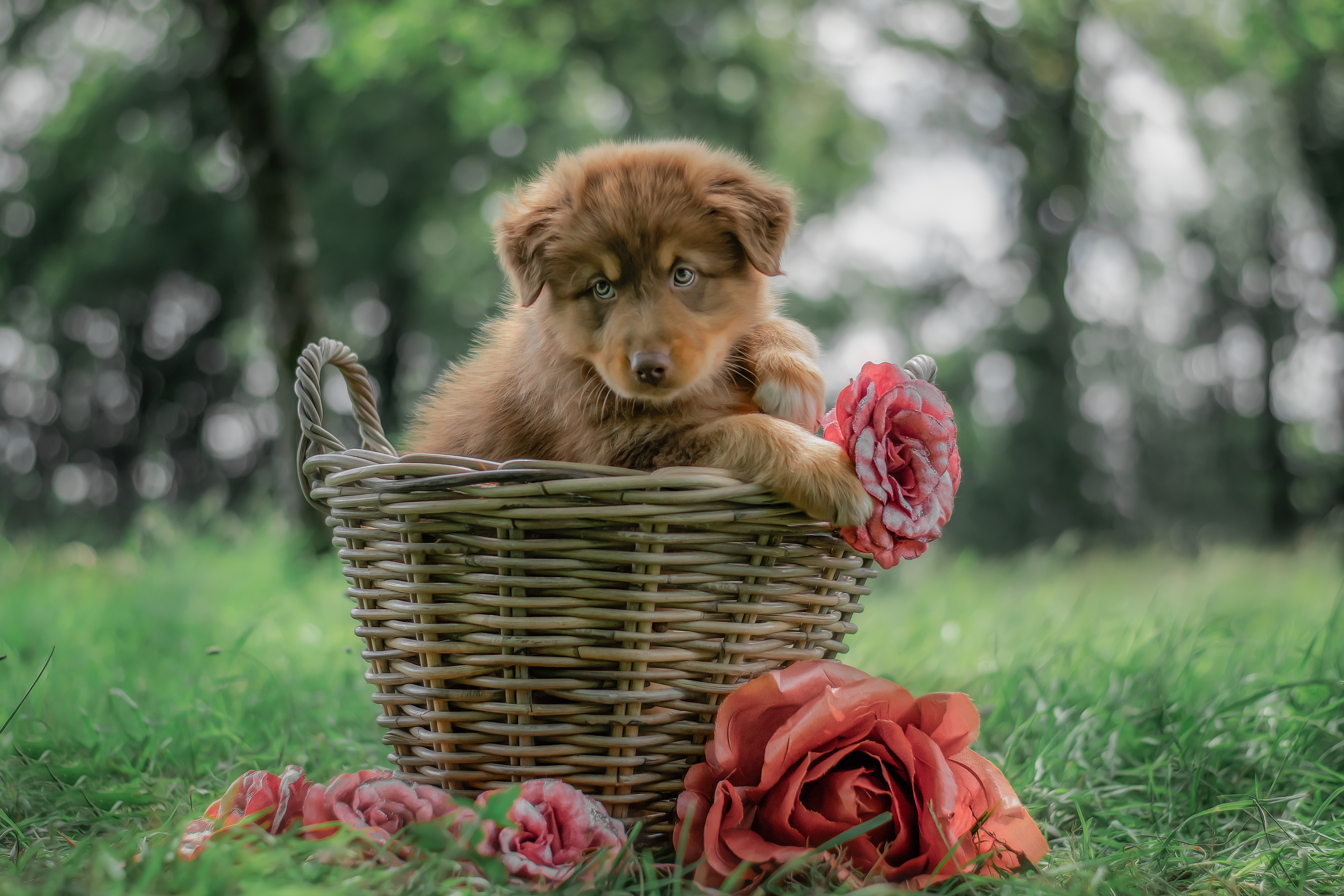 So Crazy Man âgé de 8 semaines Photo d'un chiot berger australien, issu de la portée de Winnie et Sky, rouge tricolore âgé de 8 semaines.