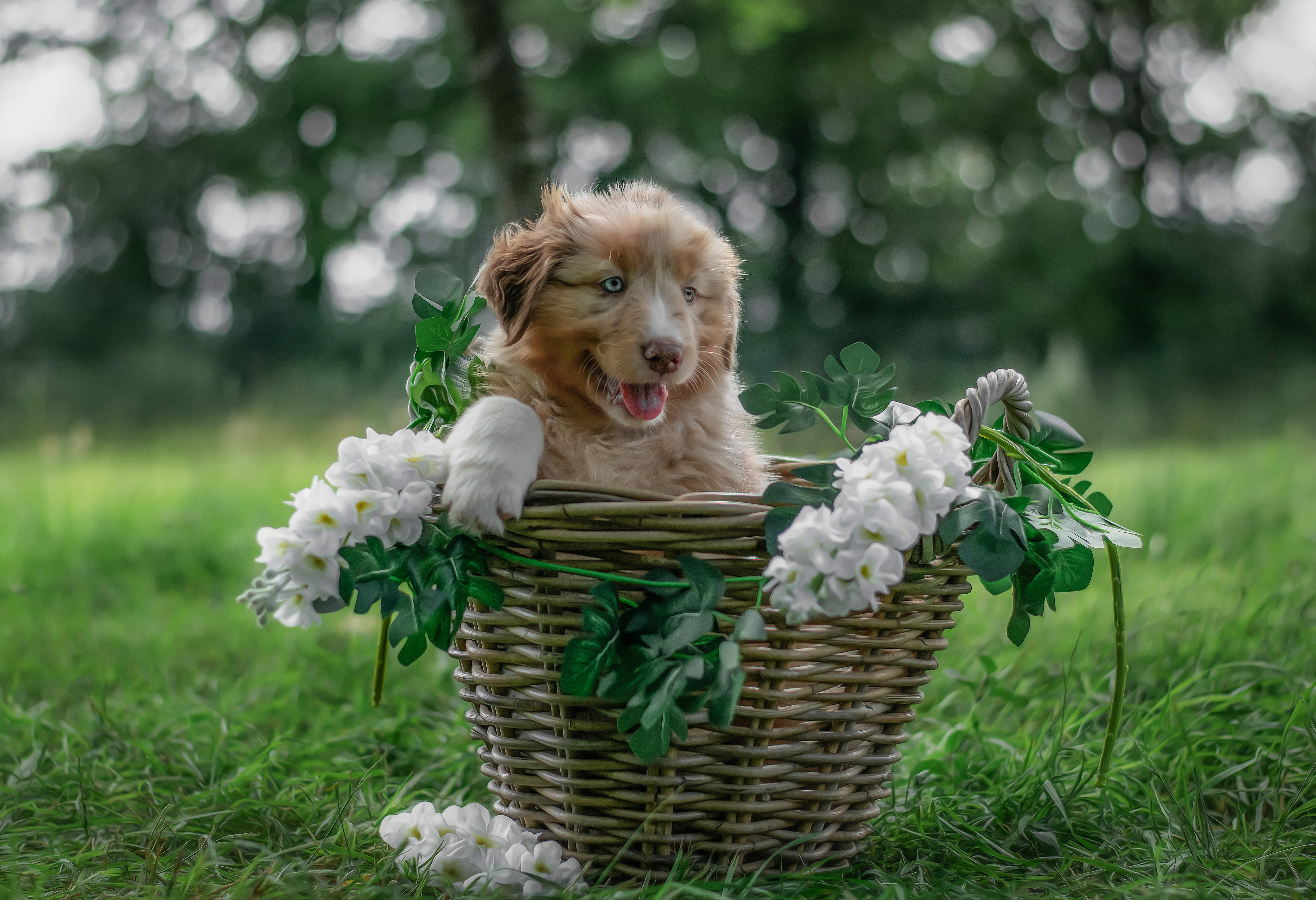 So Delicious à 8 semaines Photo d'un chiot berger australien, issu de la portée de Winnie et Sky, rouge merle âgé de 8 semaines .