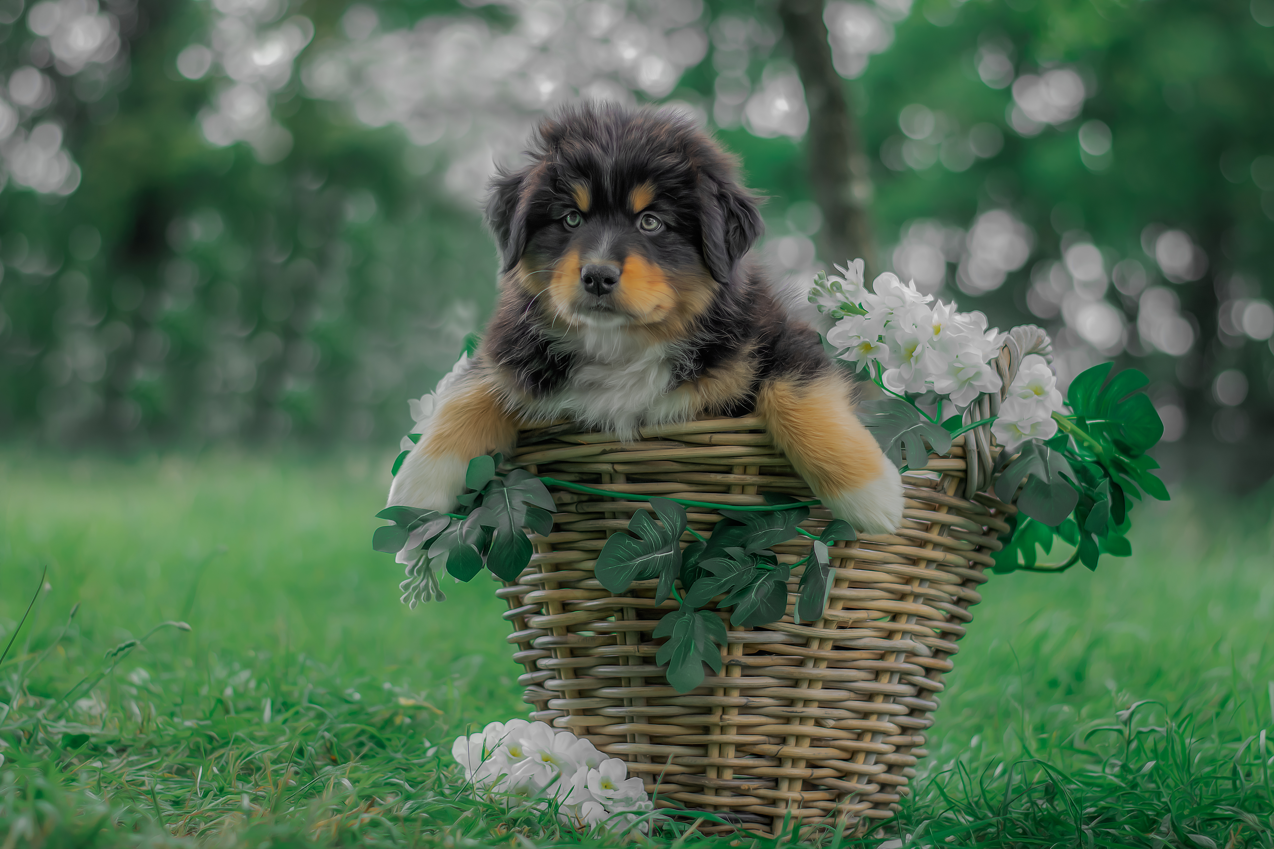 So Sweet Black Heart âgé de 8 semaines Photo d'un chiot berger australien, issu de la portée de Winnie et Sky, noir tricolore âgé de 8 semaines.