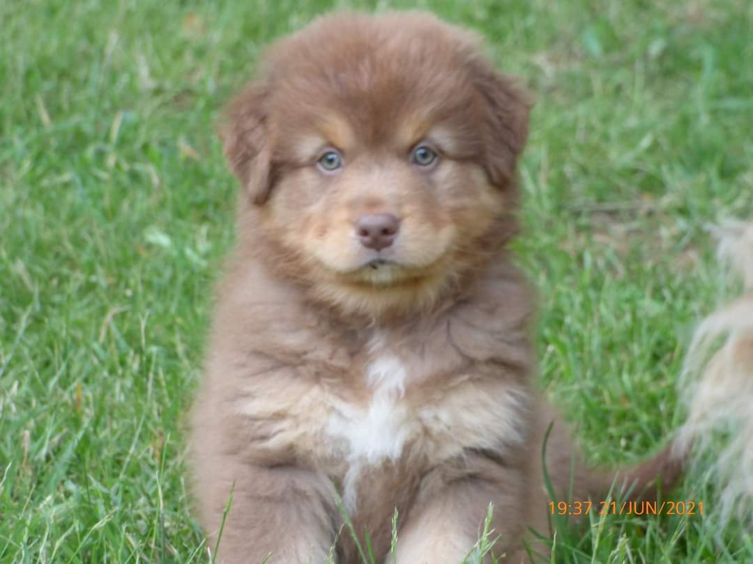 chiot Man à quelques semaines Photo d'un chiot berger australien, issu de la portée de Winnie et Sky, rouge tricolore âgé de 7 semaines.