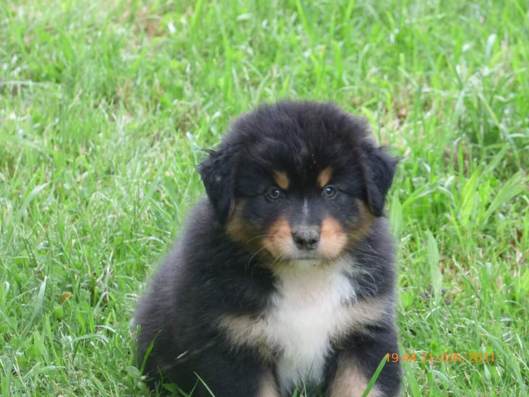 So Sweet Black Heart à 7 semaines Photo d'un chiot berger australien, issu de la portée de Winnie et Sky, noir tricolore âgé de 7 semaines.