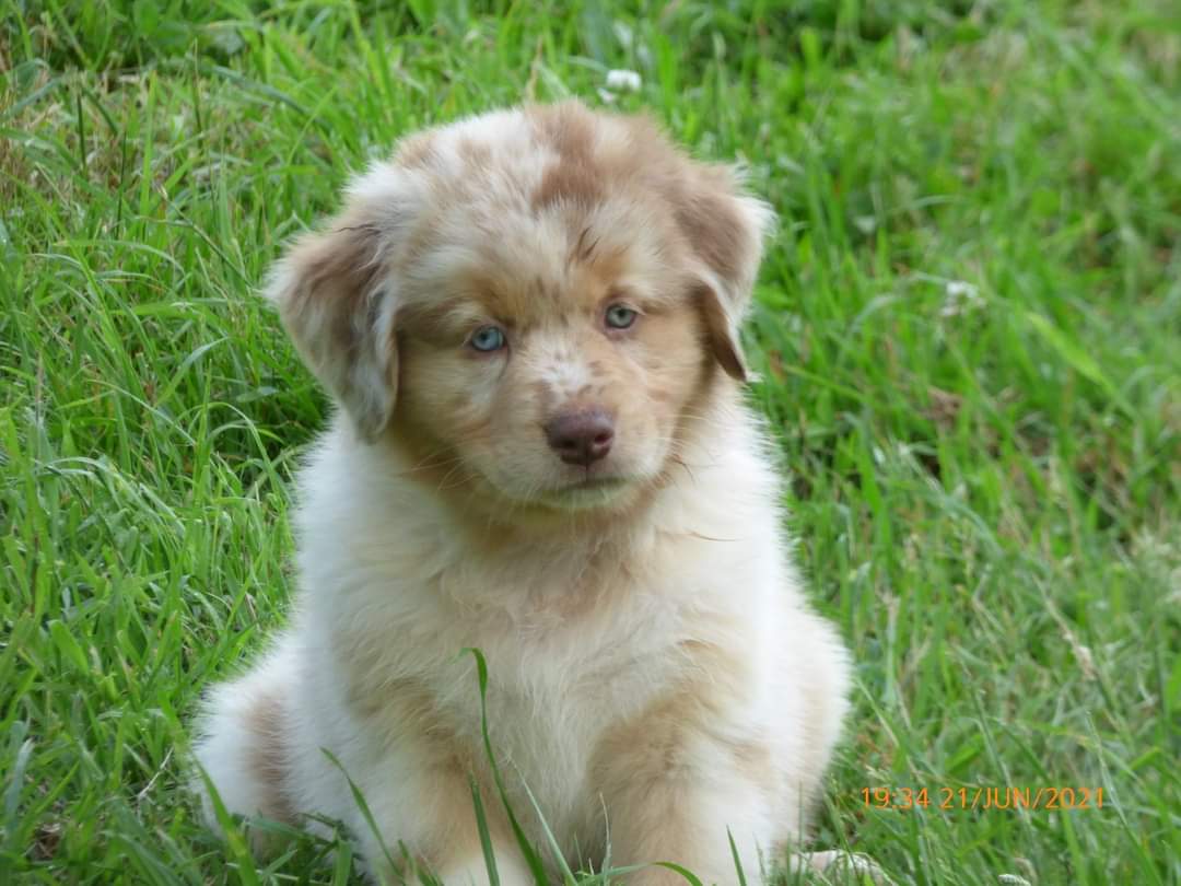 So Cute Little Bears à 7 semaines Photo d'un chiot berger australien, issu de la portée de Winnie et Sky, rouge merle âgé de 7 semaines.
