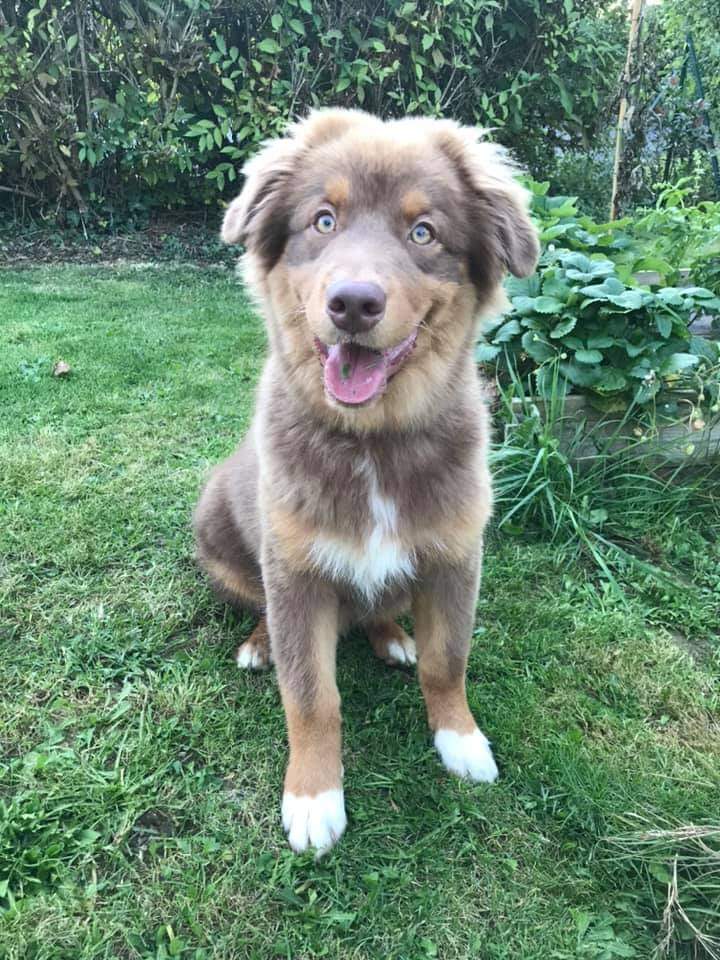 chiot australien Chocolate âgé de 6 mois Photo d'un chiot berger australien, issu de la portée de Winnie et Sky, rouge tricolore âgé de 6 mois.