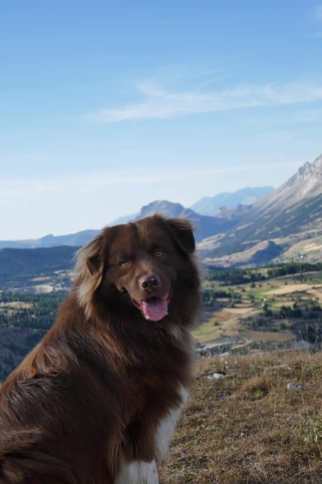 So Special Boy âgé de 15 mois Photo d'un chiot berger australien, issu de la portée de Winnie et Sky, rouge bicolore âgé de 15 mois.