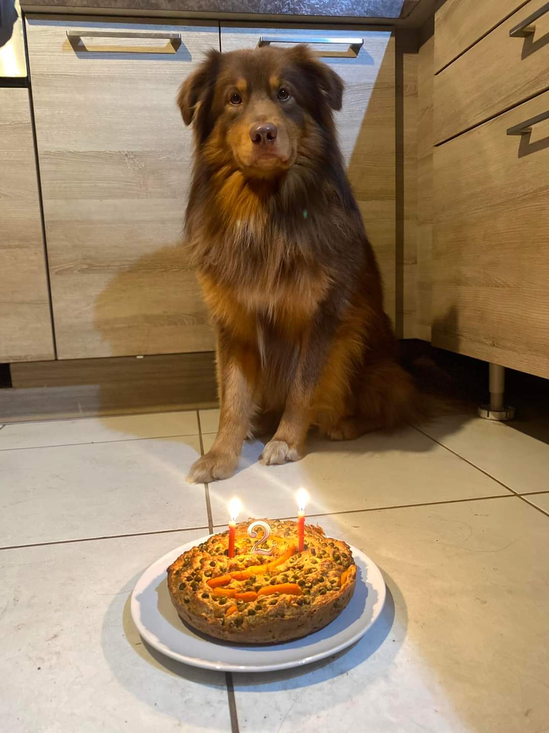 So Crazy Man âgé de 13 mois Photo d'un chiot berger australien, issu de la portée de Winnie et Sky, rouge tricolore âgé de 13 mois.