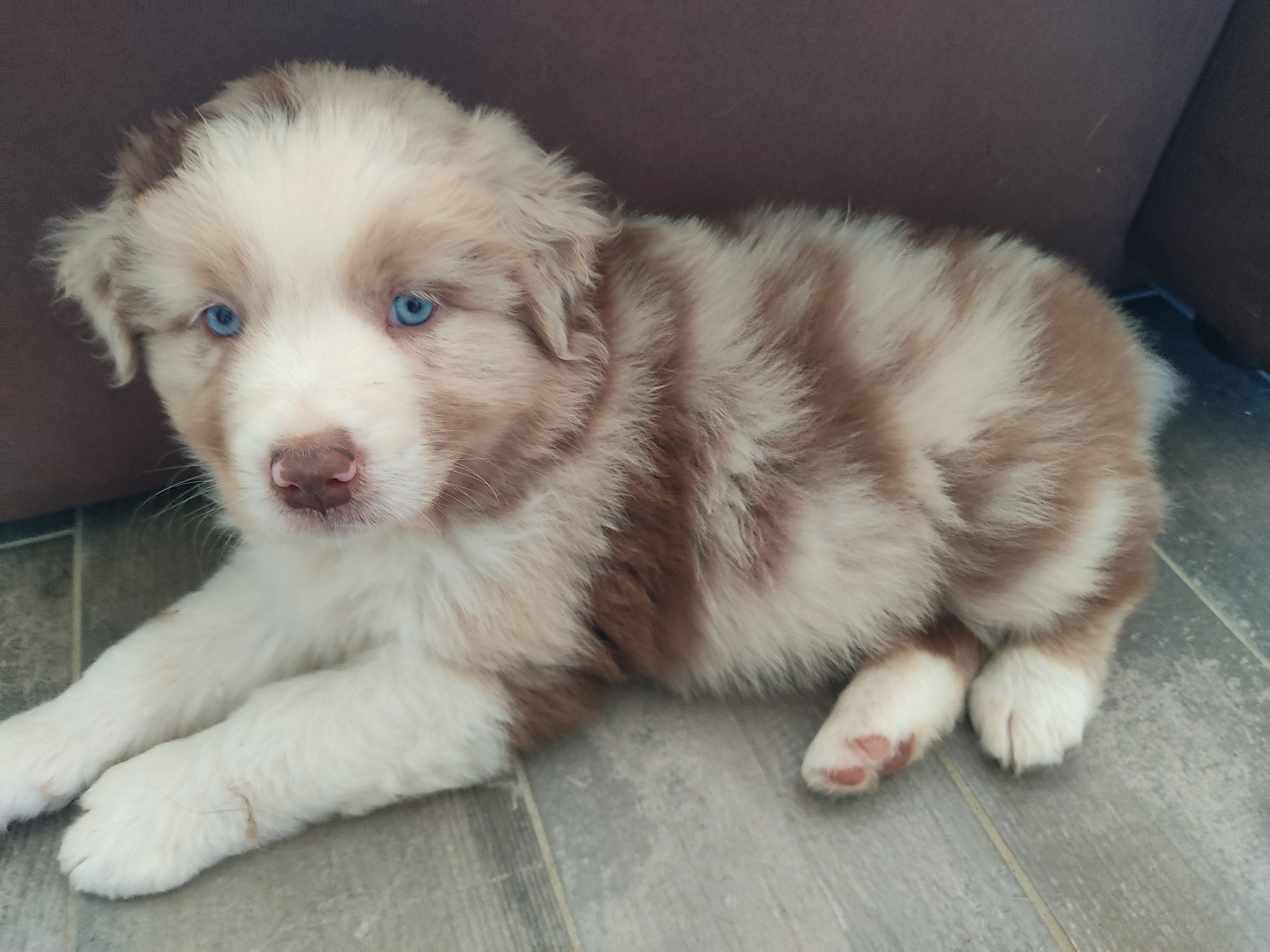So Original à 7 semaines Photo d'un chiot berger australien, issu de la portée de Winnie et Sky, rouge merle âgé de de 7 semaines.