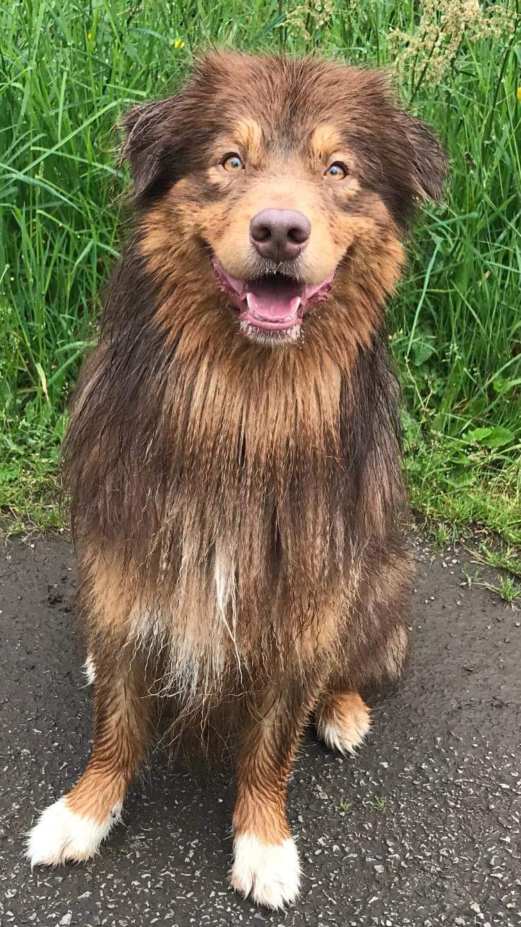 chiot à 12 mois Photo d'un chiot berger australien, issu de la portée de Winnie et Sky, rouge tricolore âgé de 12 mois.