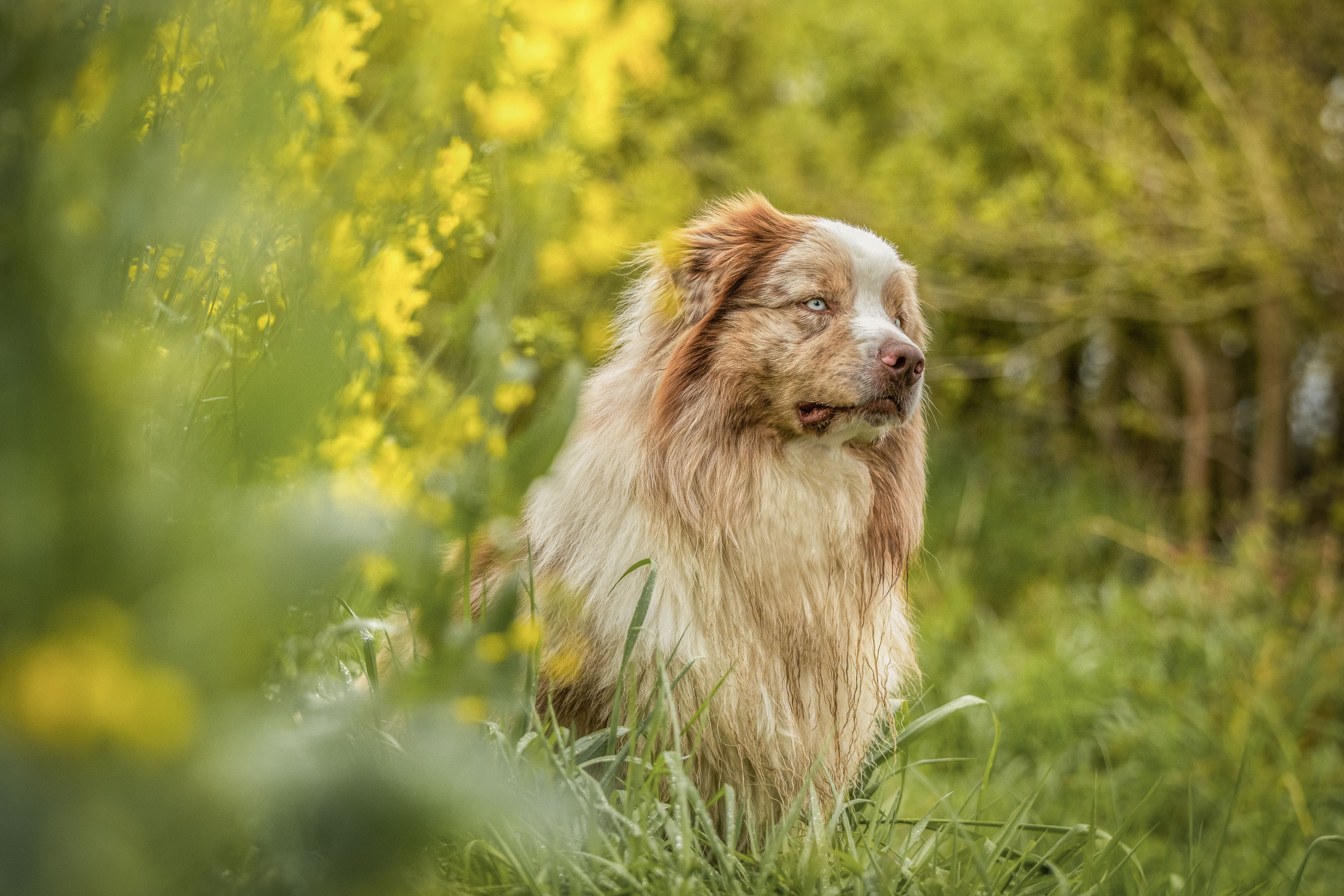 So Original à 2 ans Photo d'un chiot berger australien, issu de la portée de Winnie et Sky, rouge merle âgé de 2 ans.