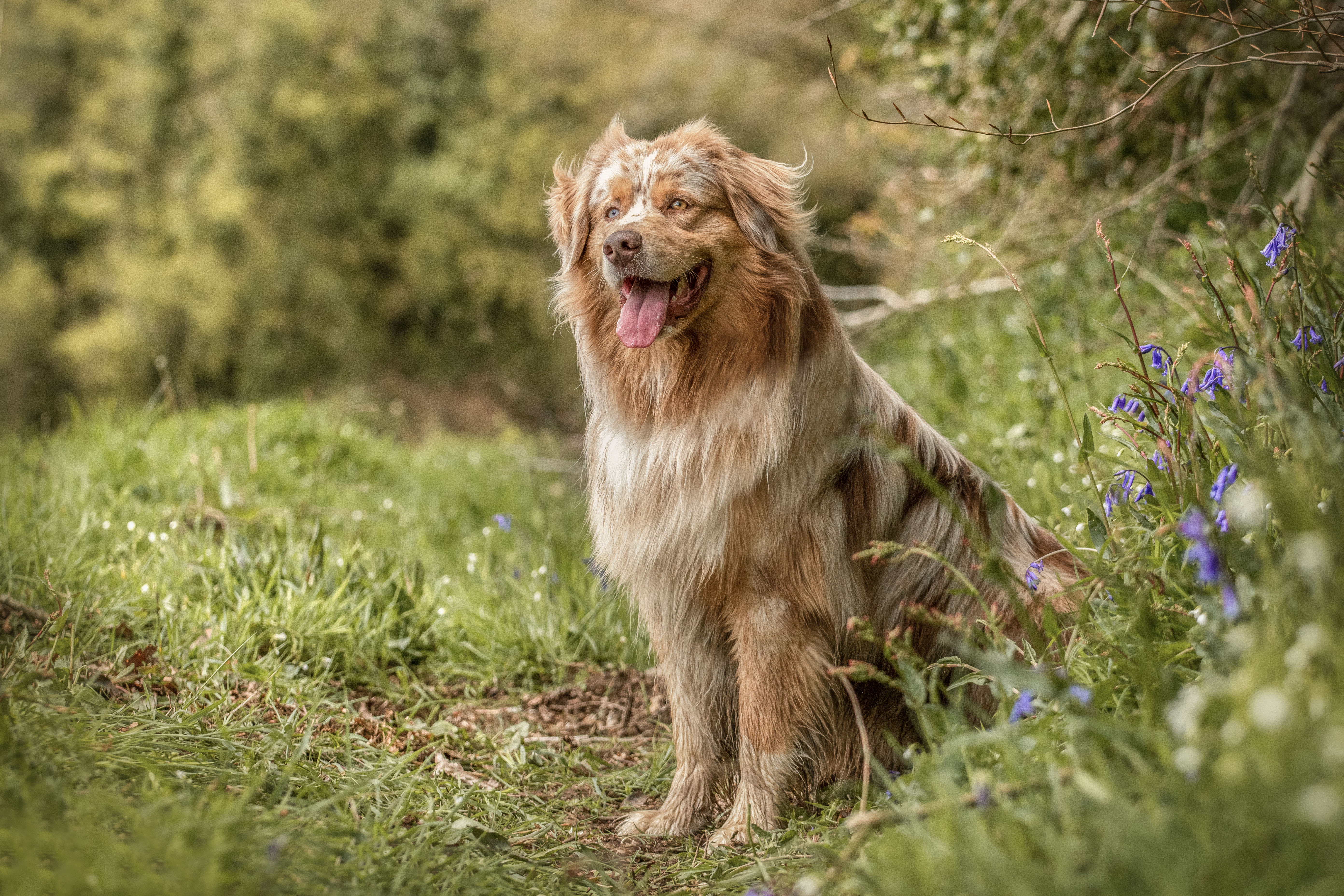 Photo d'un chiot berger australien, issu de la portée de Winnie et Sky, rouge merle âgé de 15 mois.