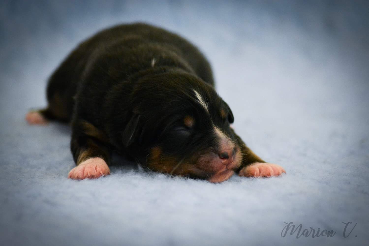 So Sweet Black Heart à quelques jours Photo d'un chiot berger australien, issu de la portée de Winnie et Sky, noir tricolore âgé de 5 jours.