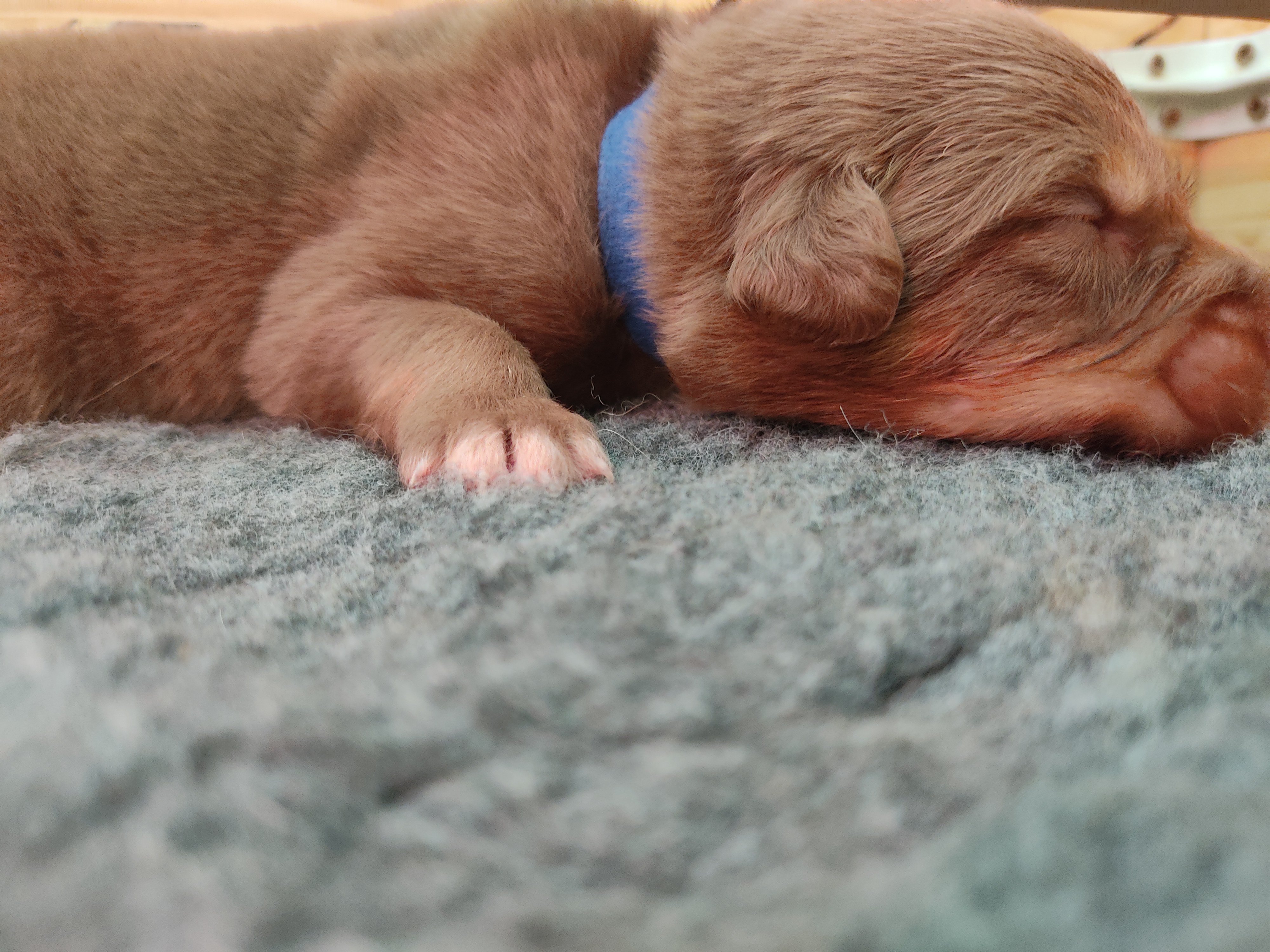 So Crazy Man à quelques jours Photo d'un chiot berger australien, issu de la portée de Winnie et Sky, rouge tricolore âgé de 5 jours.