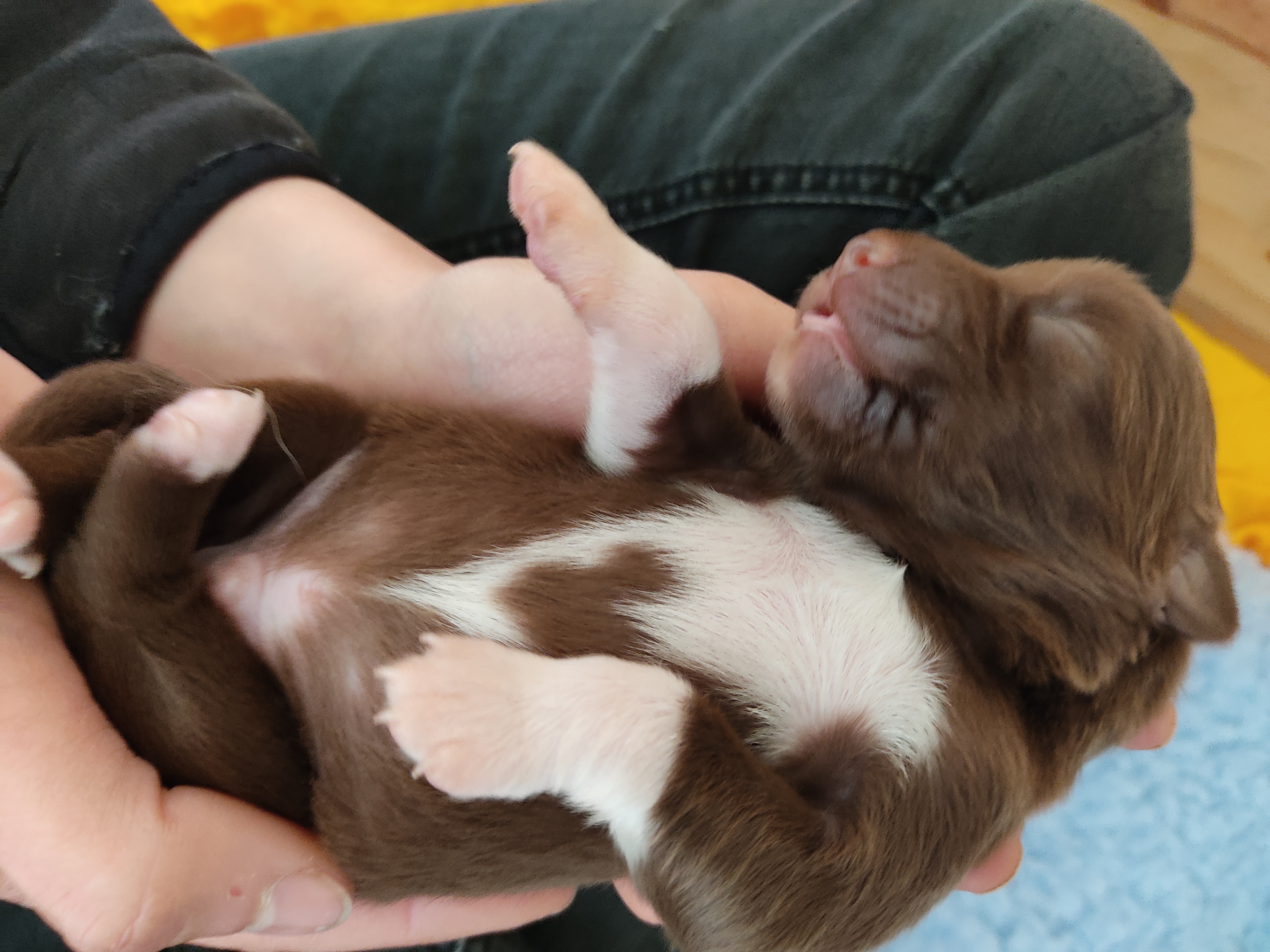 So Special Boy à quelques jours Photo d'un chiot berger australien, issu de la portée de Winnie et Sky, rouge bicolore âgé de 5 jours.