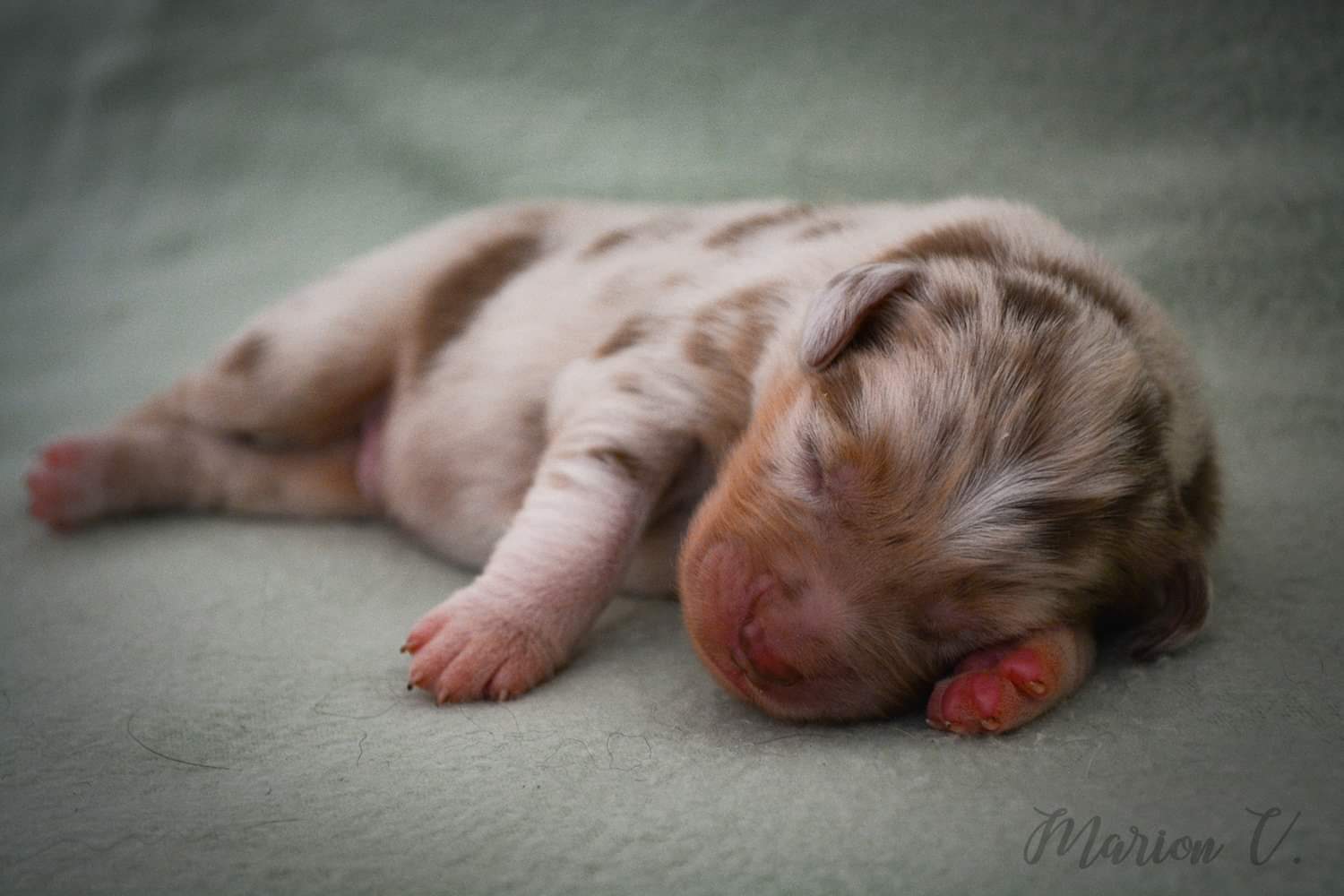 So Cute Little Bear à quelques jours Photo d'un chiot berger australien, issu de la portée de Winnie et Sky, rouge merle âgé de 5 jours.