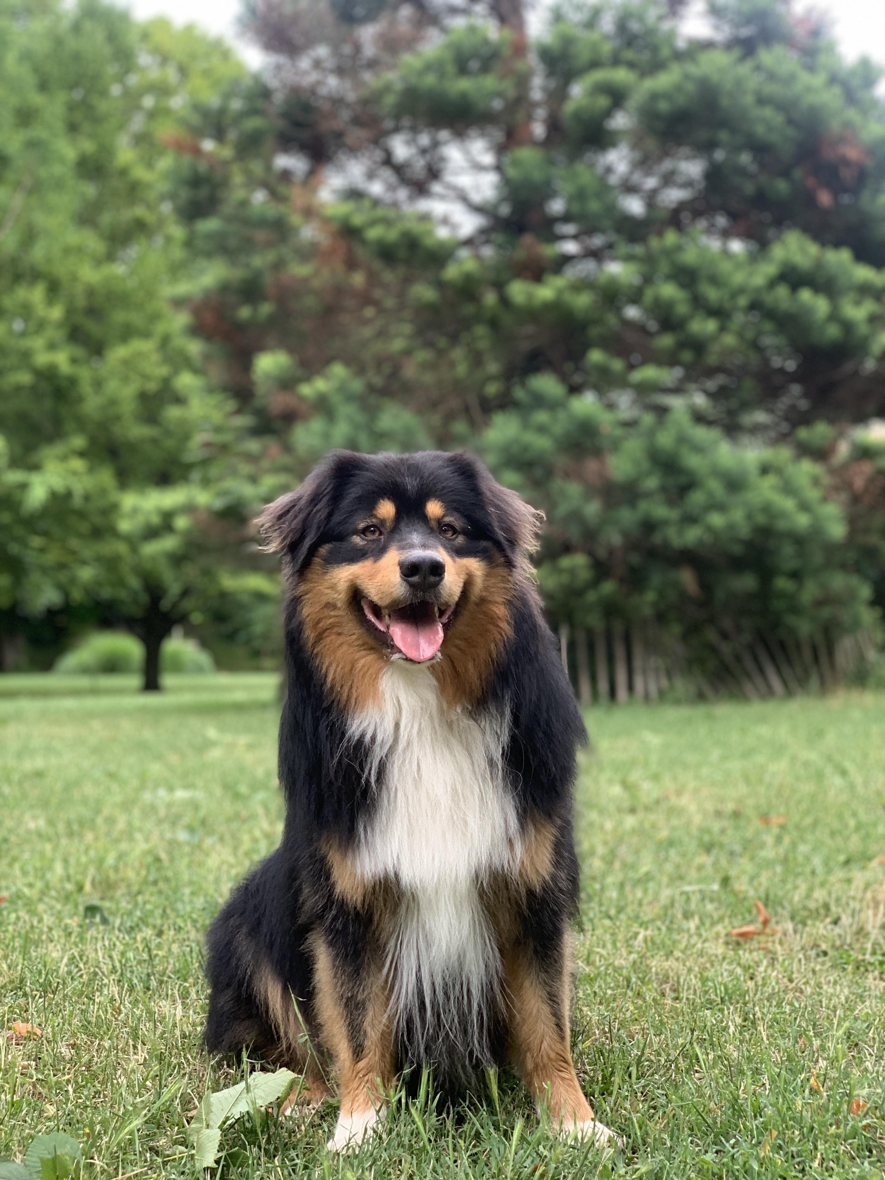 So Sweet Black Heart à 2 ans Photo d'un chiot berger australien, issu de la portée de Winnie et Sky, noir tricolore âgé de 2 ans.