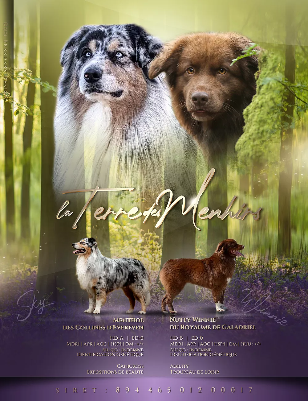 Winnie X Sky Montage photo, à gauche Sky un mâle bleu merle et à droite Winnie.