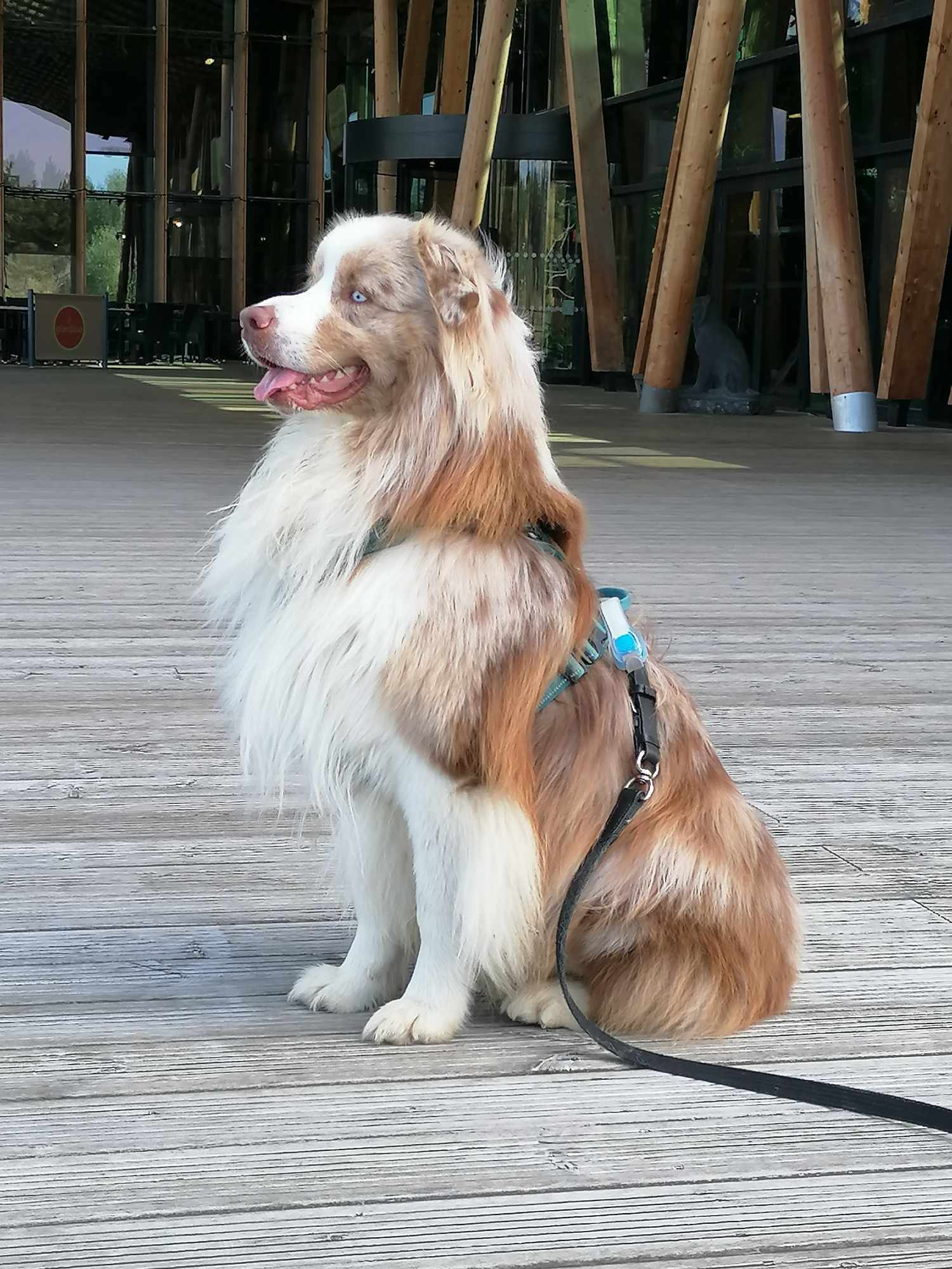 So Original à 15 mois Photo d'un chiot berger australien, issu de la portée de Winnie et Sky, rouge merle âgé de 15 mois.