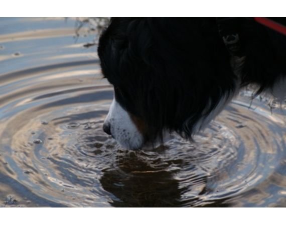Photo d'un chien buvant de l'eau