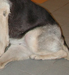 Photo des postérieurs d'un chien atteint de myélopathie dégénérative