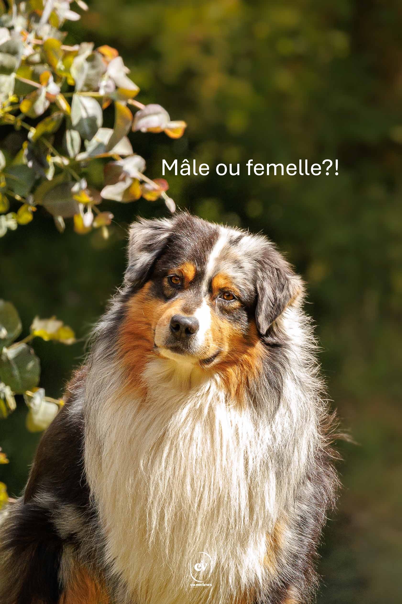 Photo représentant Jack, un beau mâle berger australien bleu merle