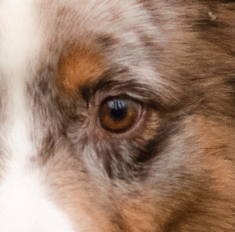 Photo de l'oeil d'un berger australien